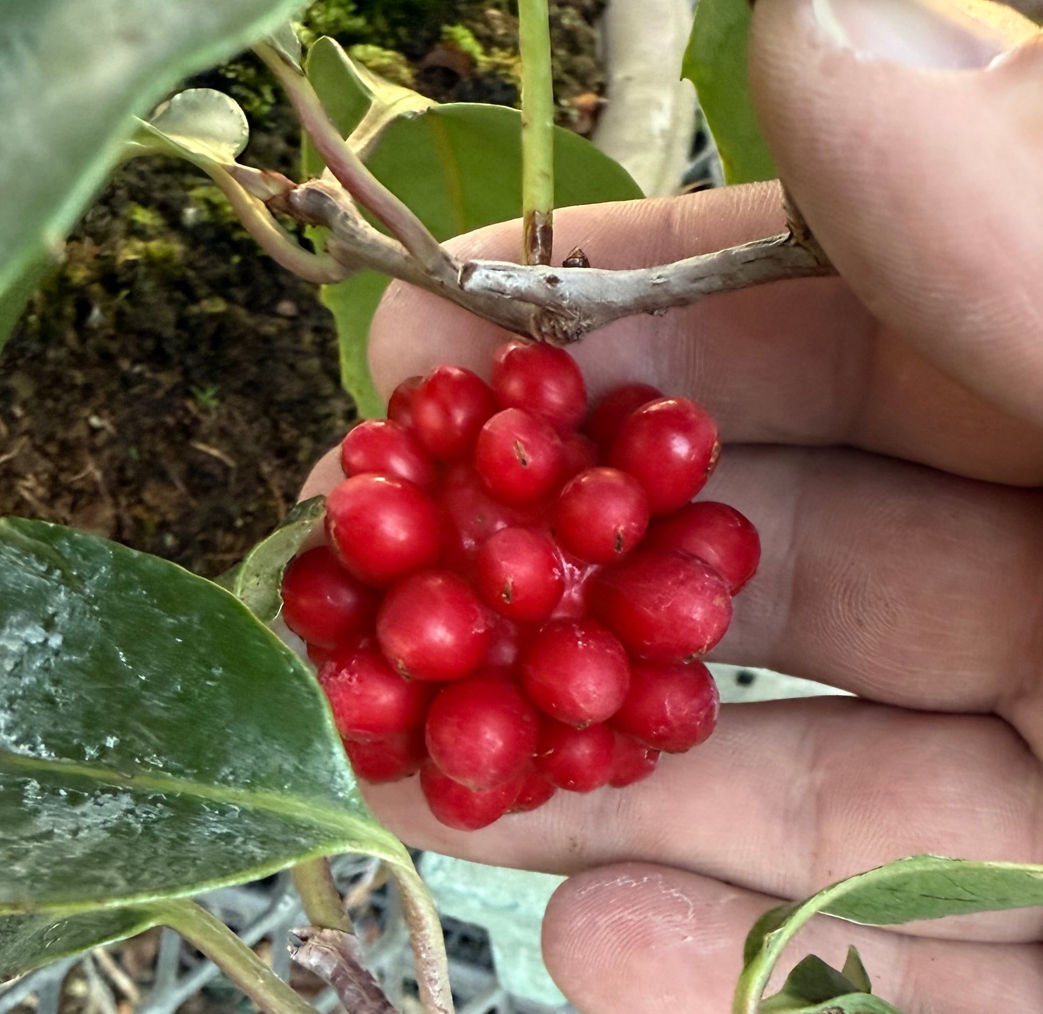 Other Fruiting and Flowering