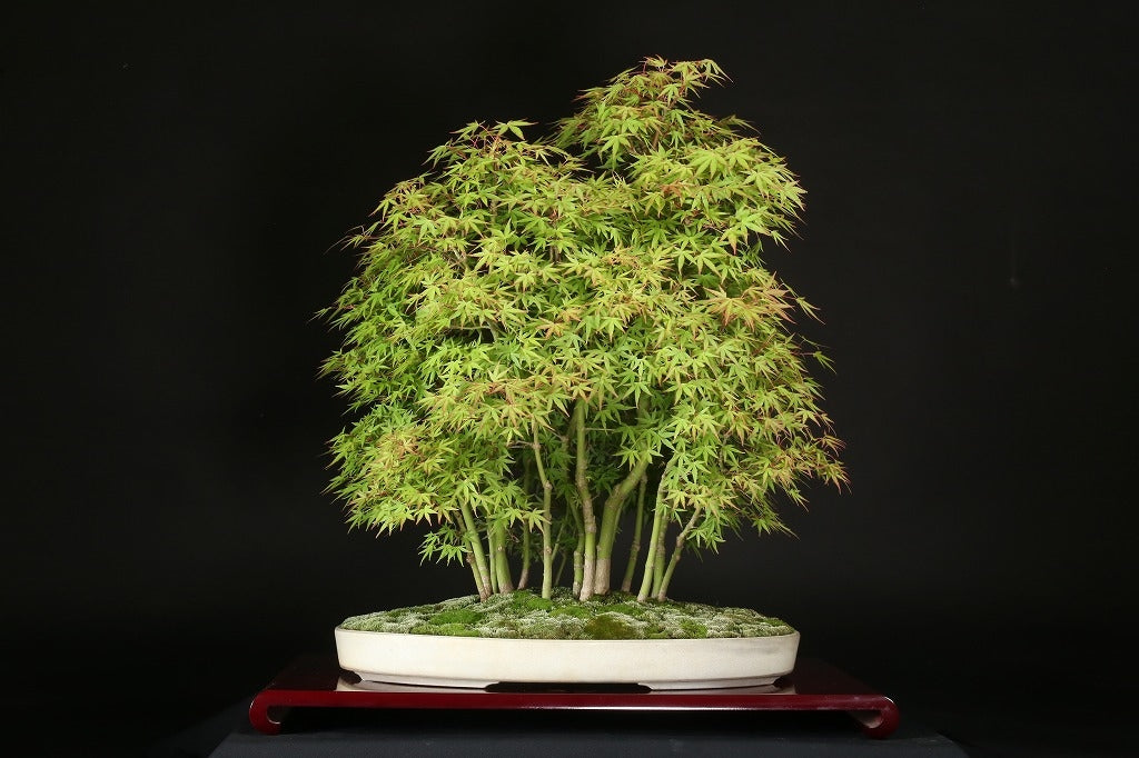 Acer palmatum 'Yuki Hime'