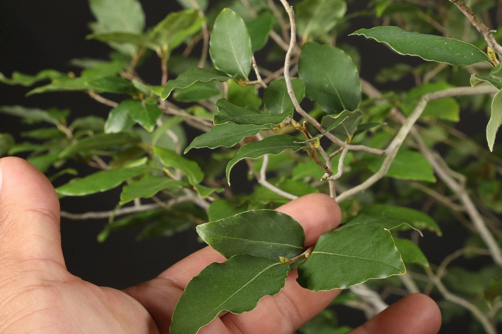 Lindera glauca