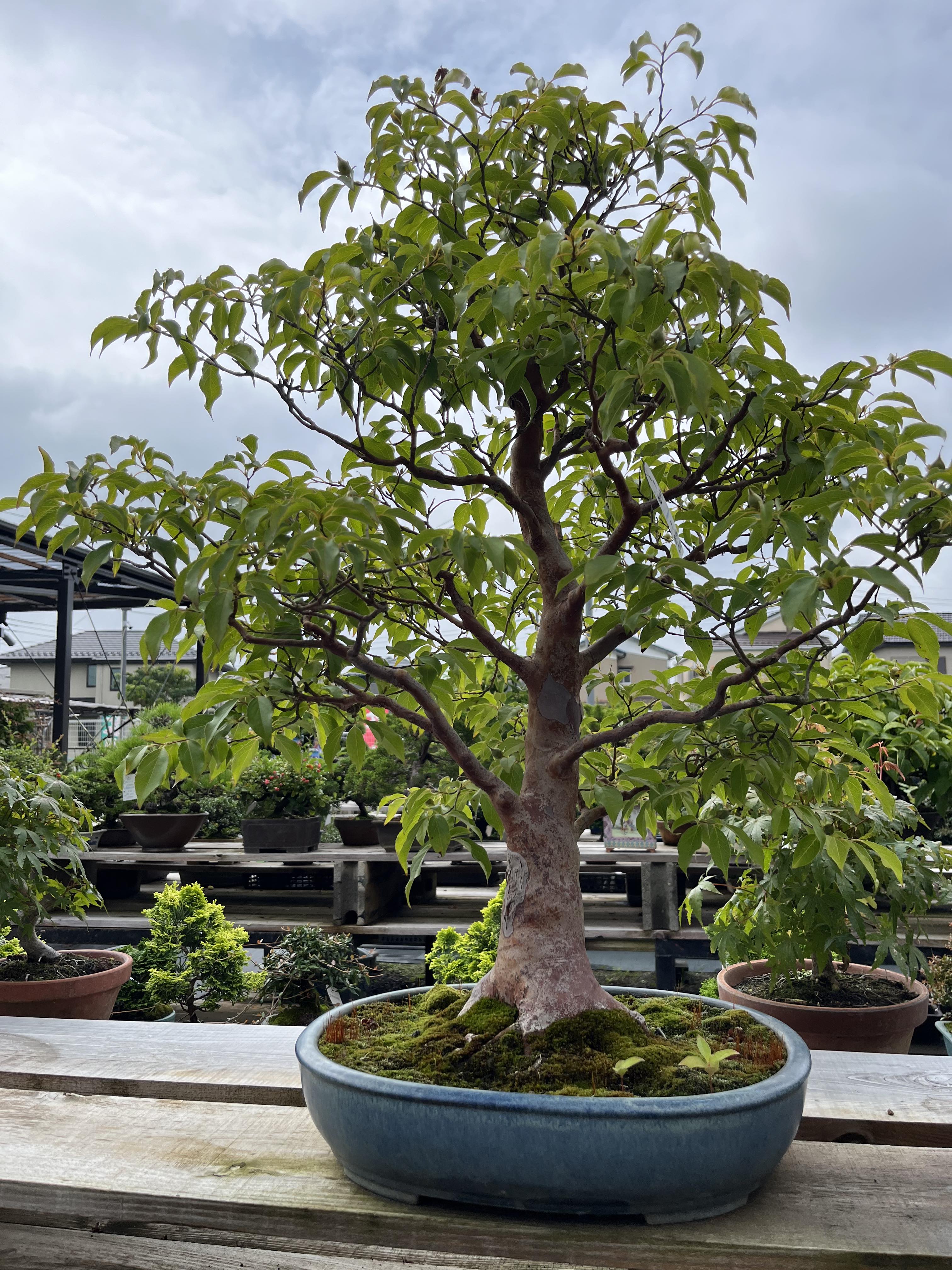 Stewartia monadelpha