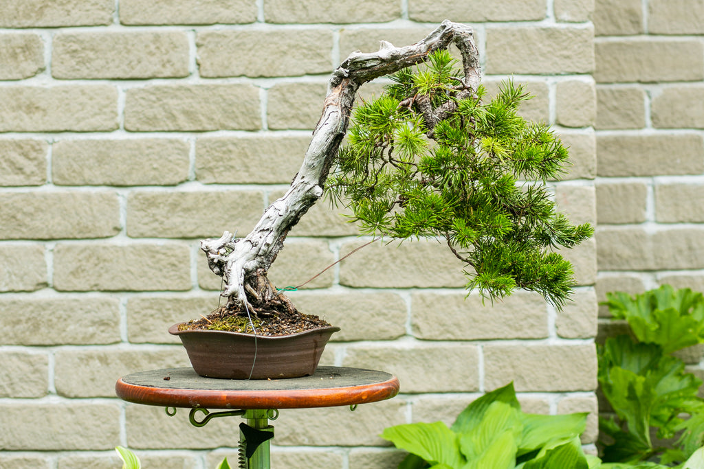 Pinus Banksiana – Canada Bonsai