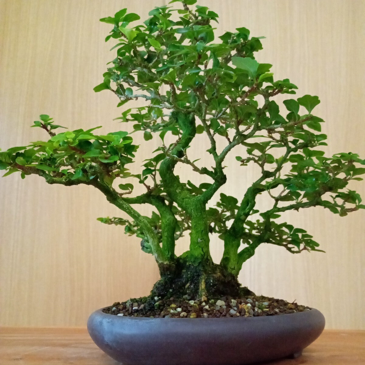 Premna japonica