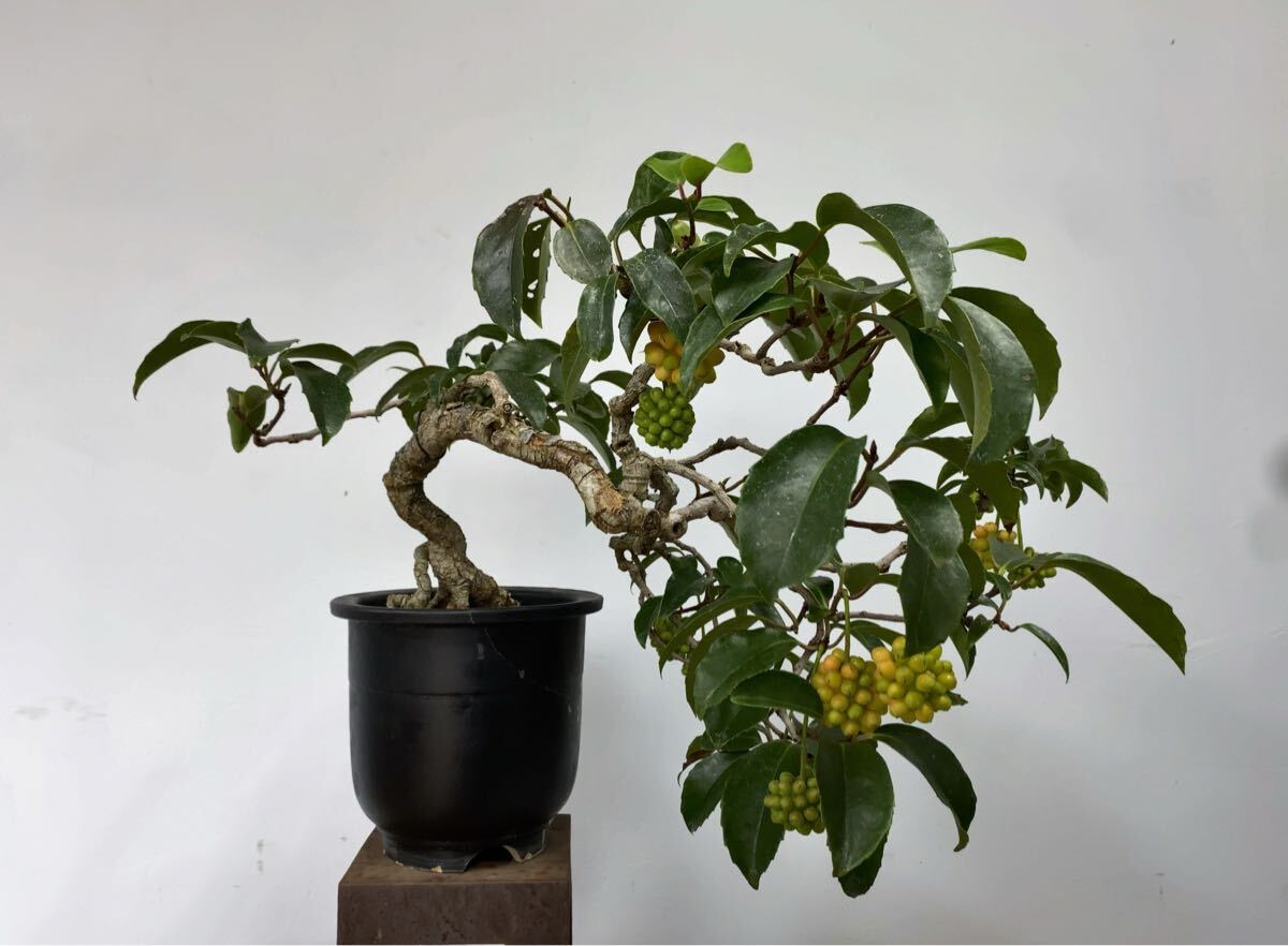 Kadsura japonica