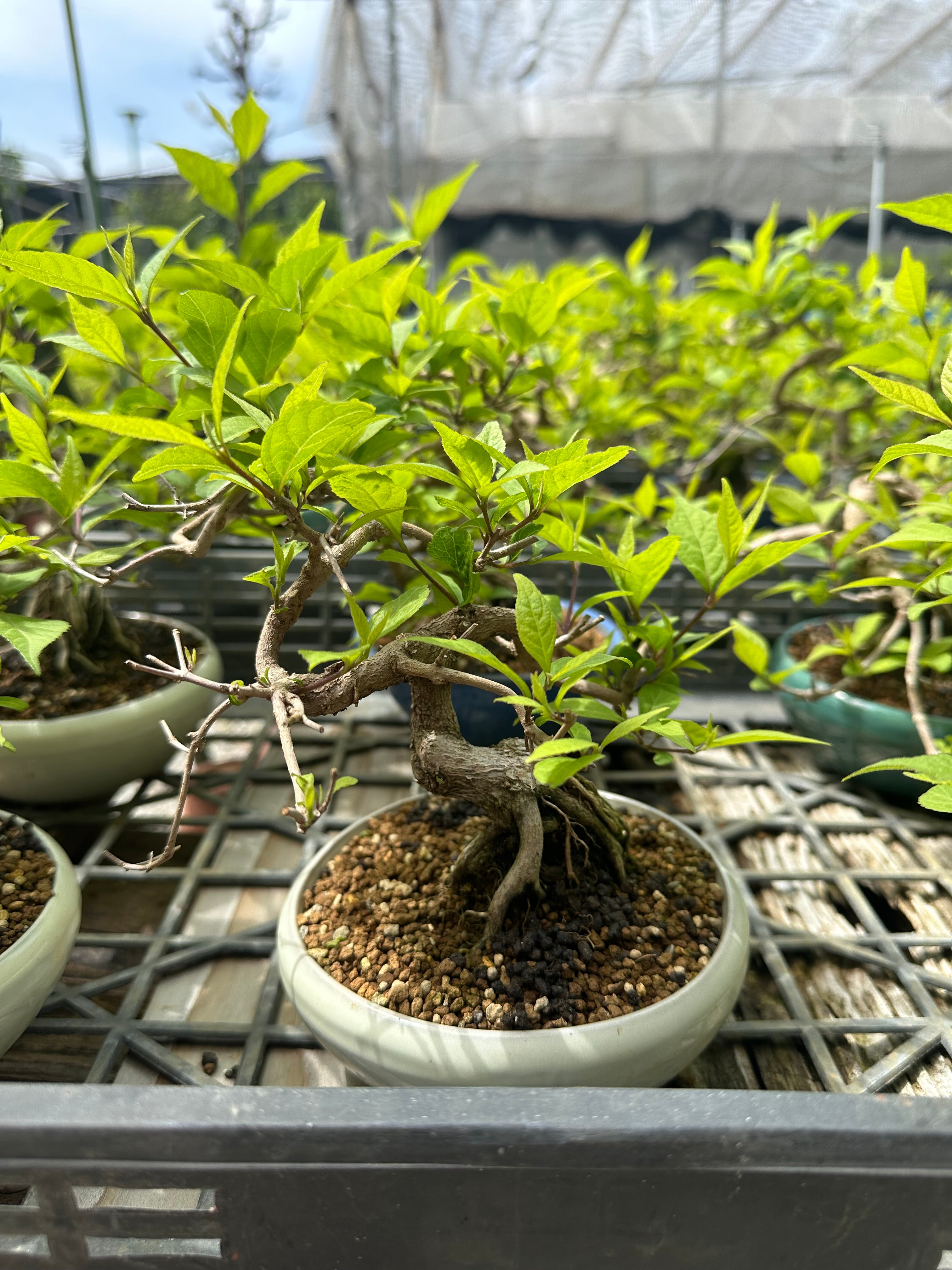 Callicarpa japonica (Toyoda-san)