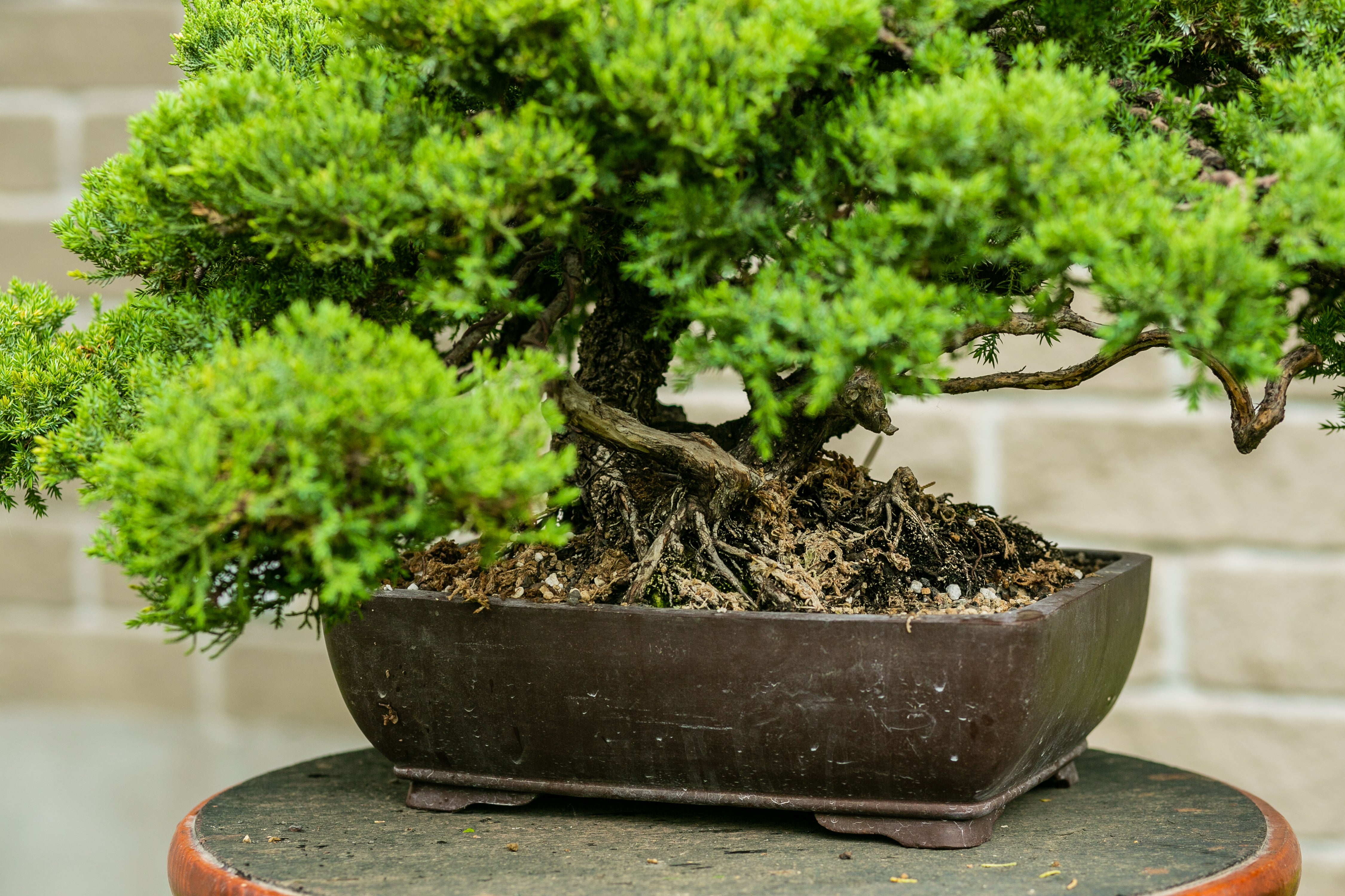 Juniperus procumbens