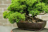 Juniperus Procumbens