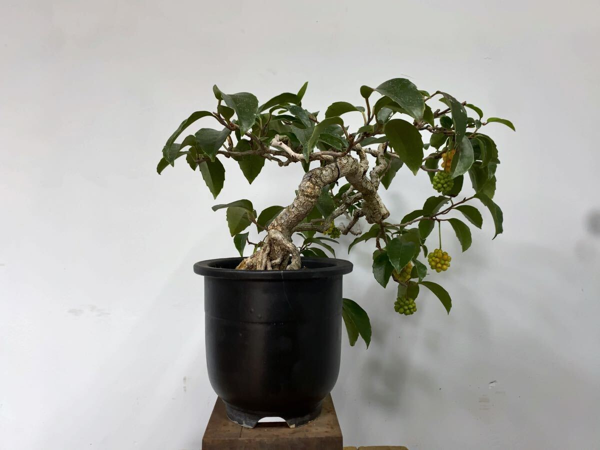 Kadsura japonica