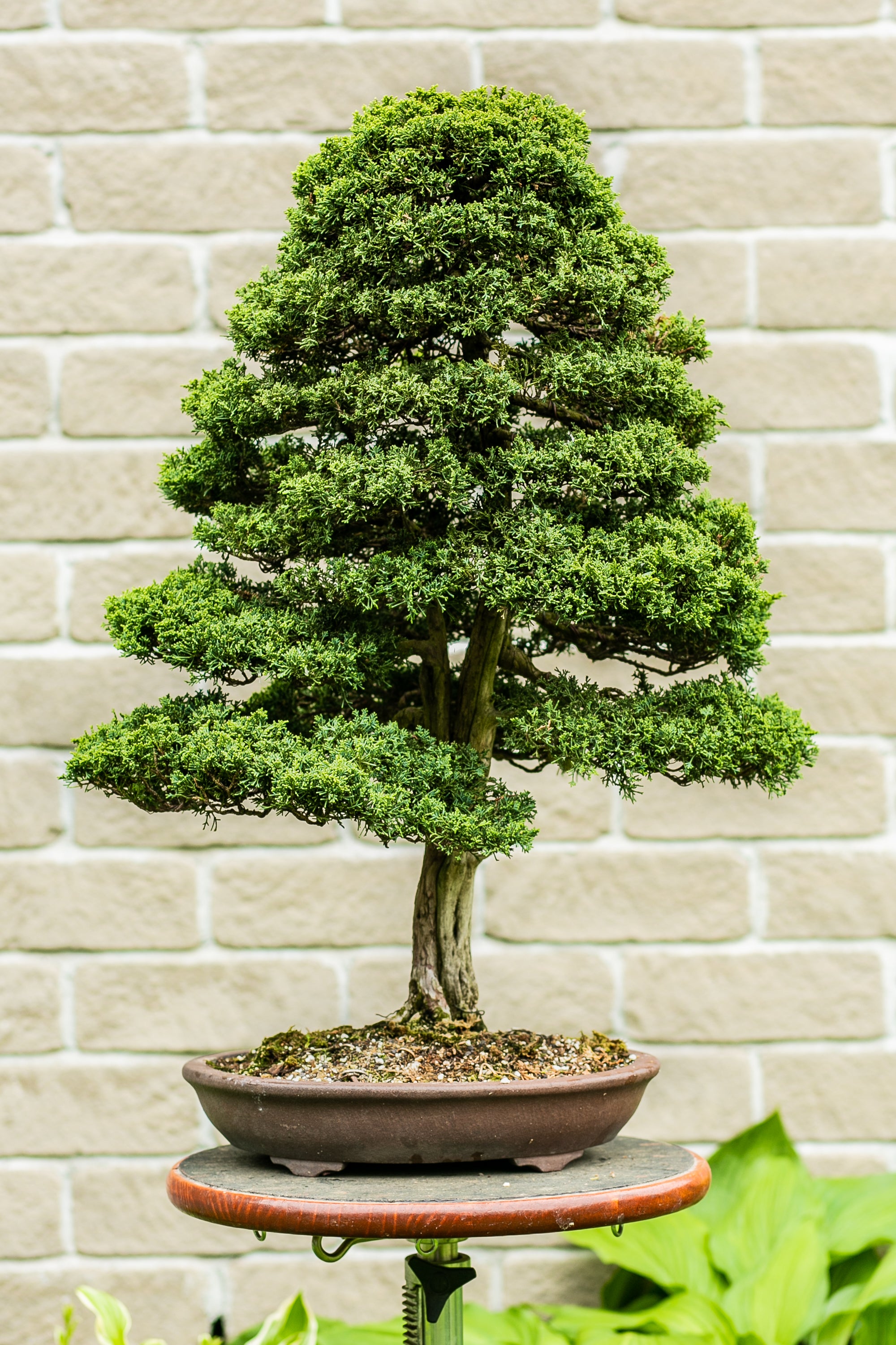 Juniperus Chinensis 'Blaauw'