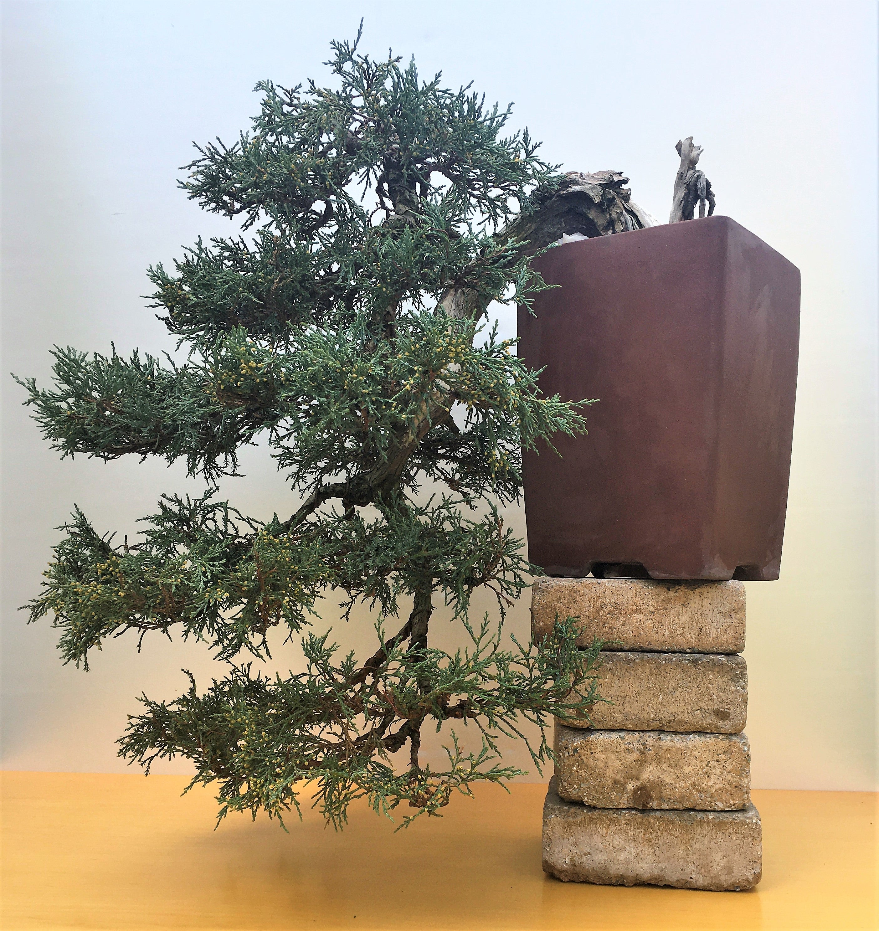 Juniperus scopulorum