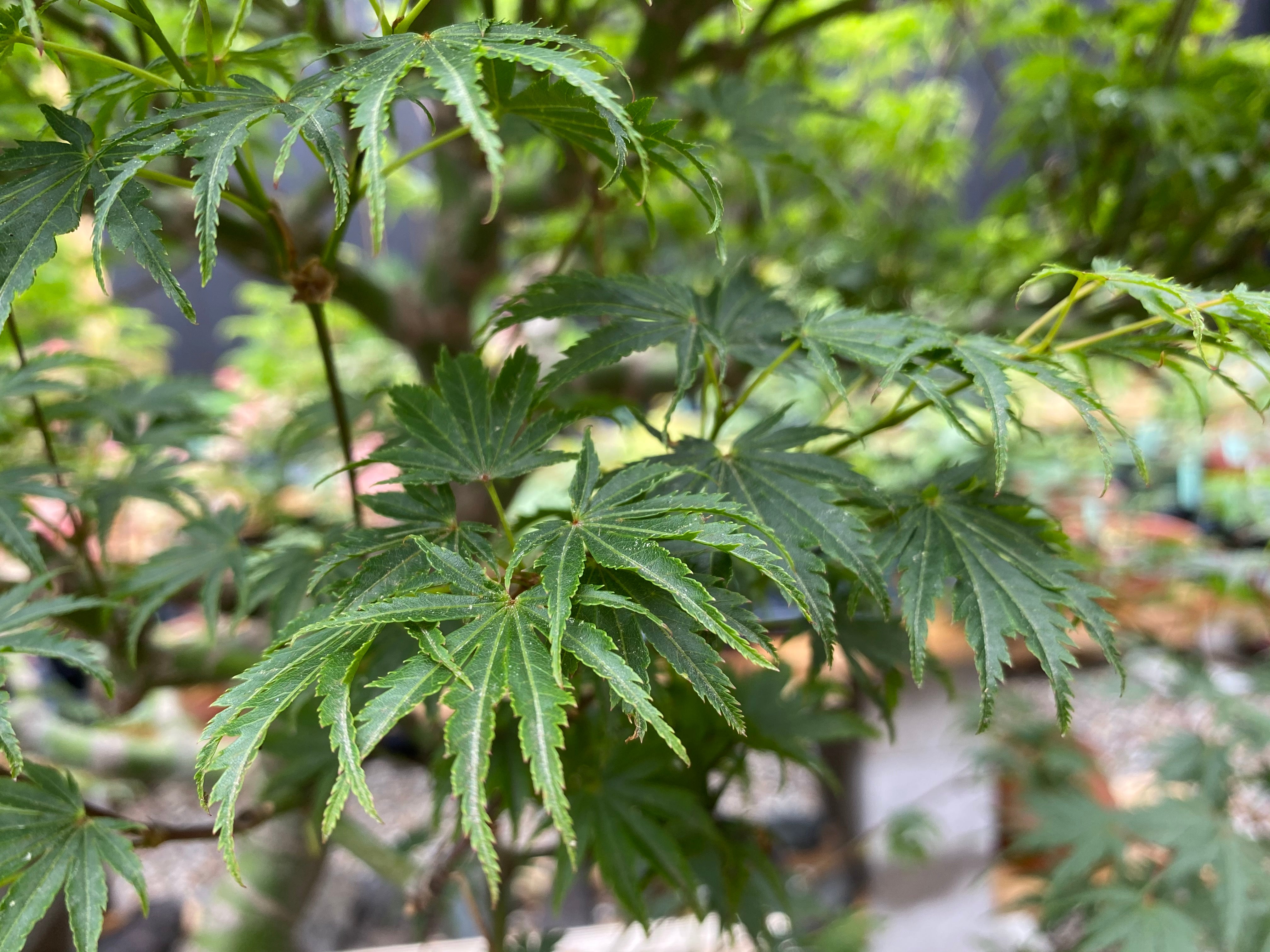 Acer palmatum 'Yves' Select'