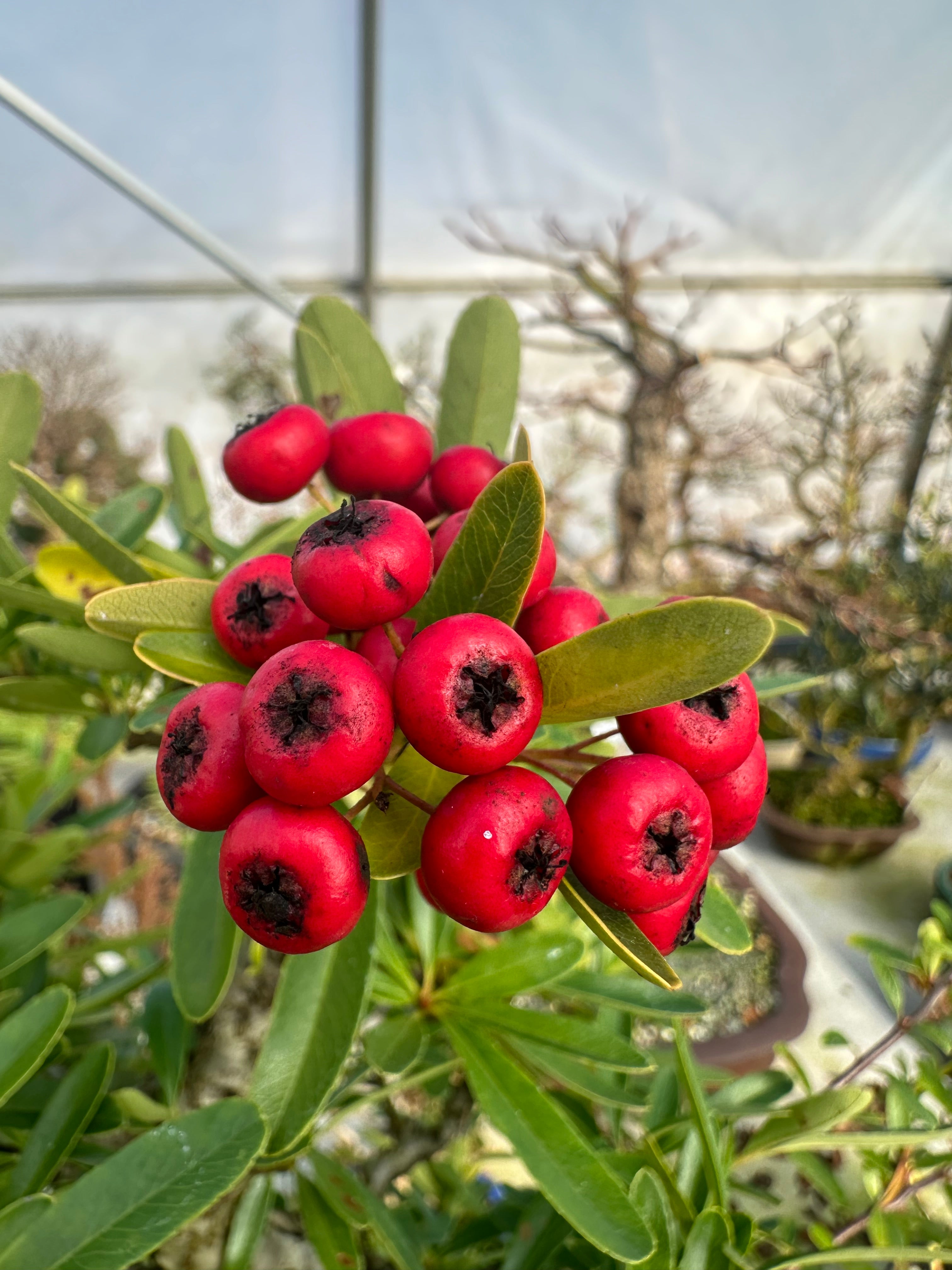 Pyracantha angustifolia (Red)