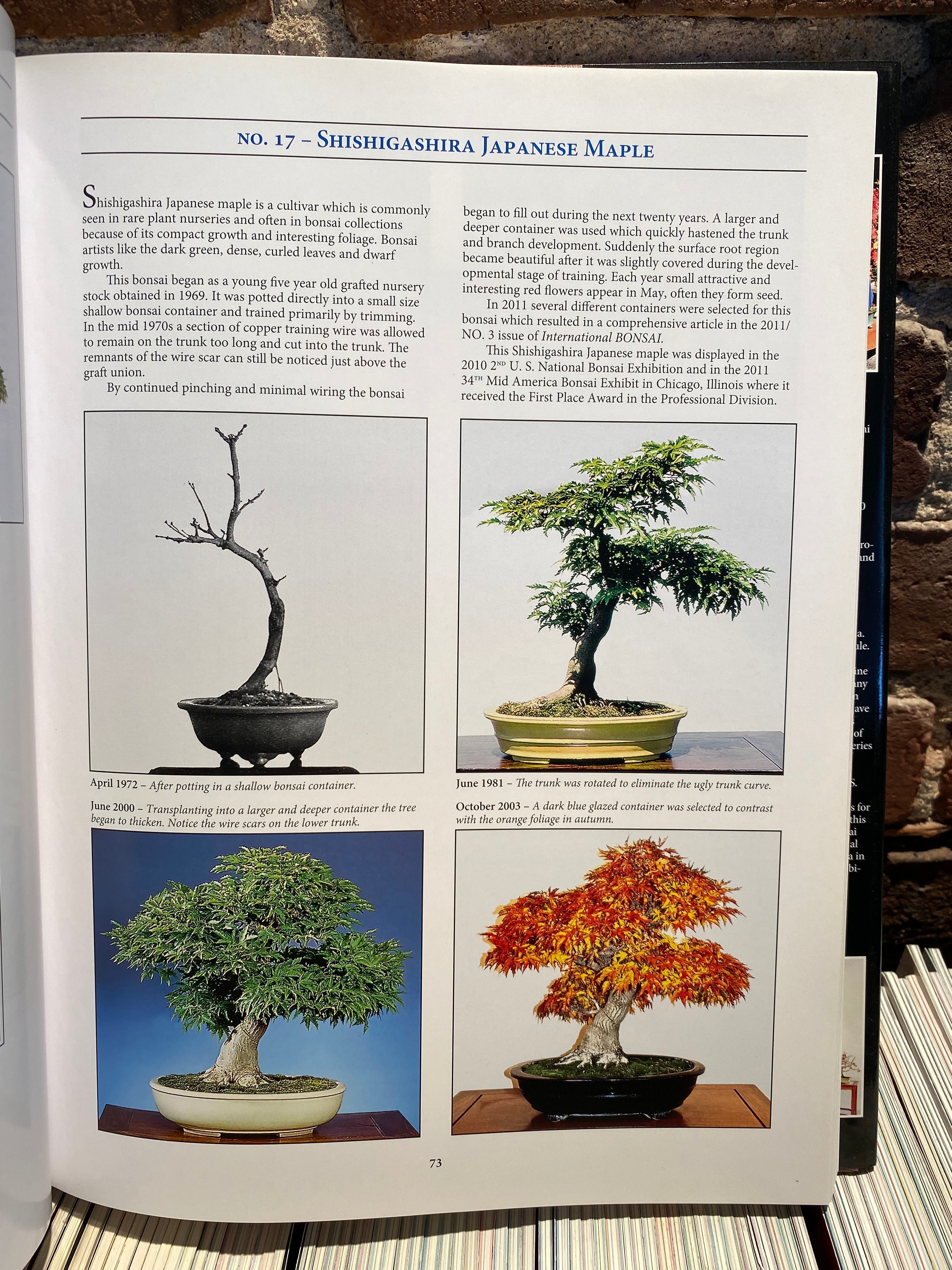 Classical Bonsai Art (unsigned)