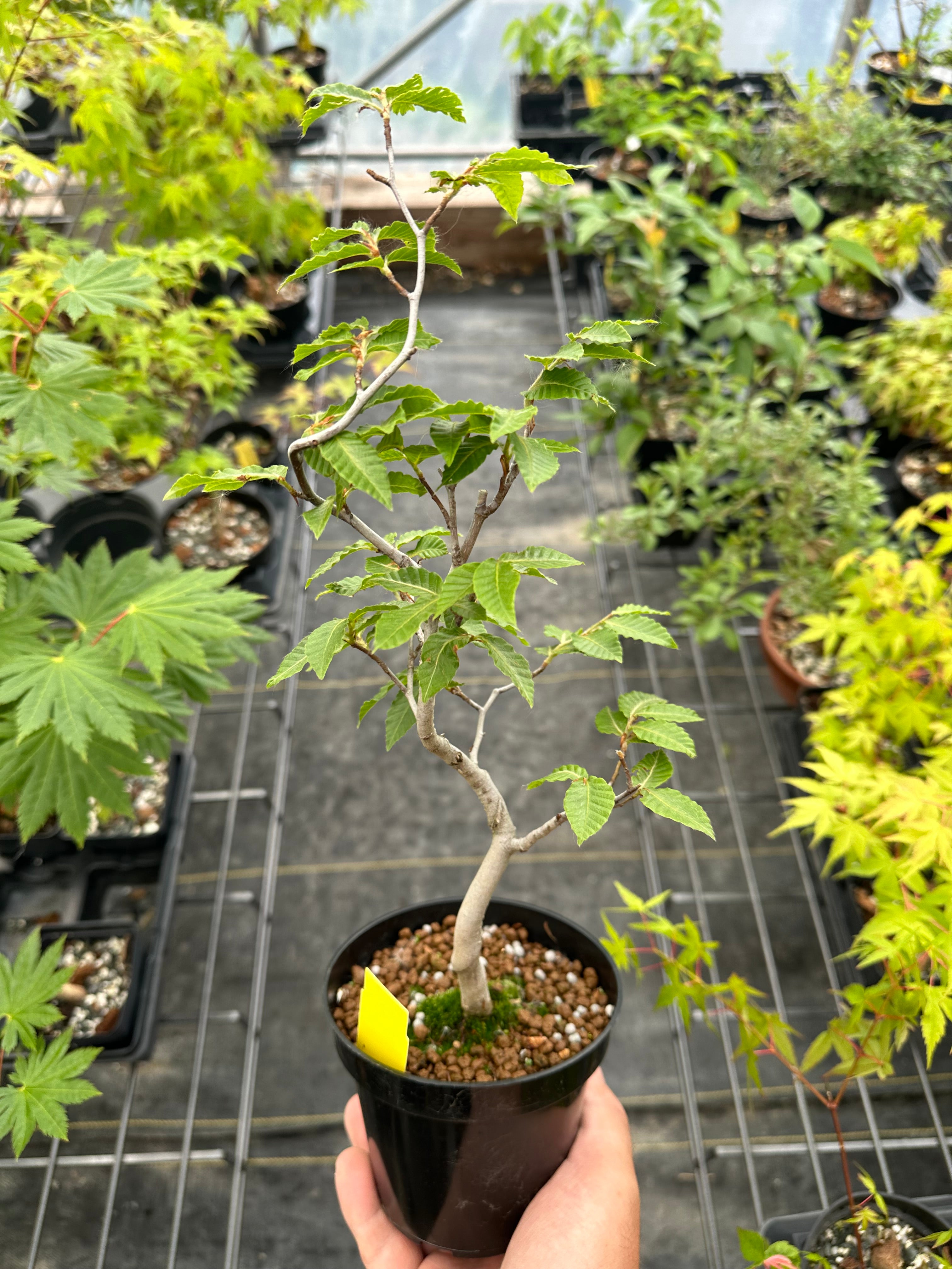 Fagus crenata