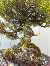 Juniper Itoigawa