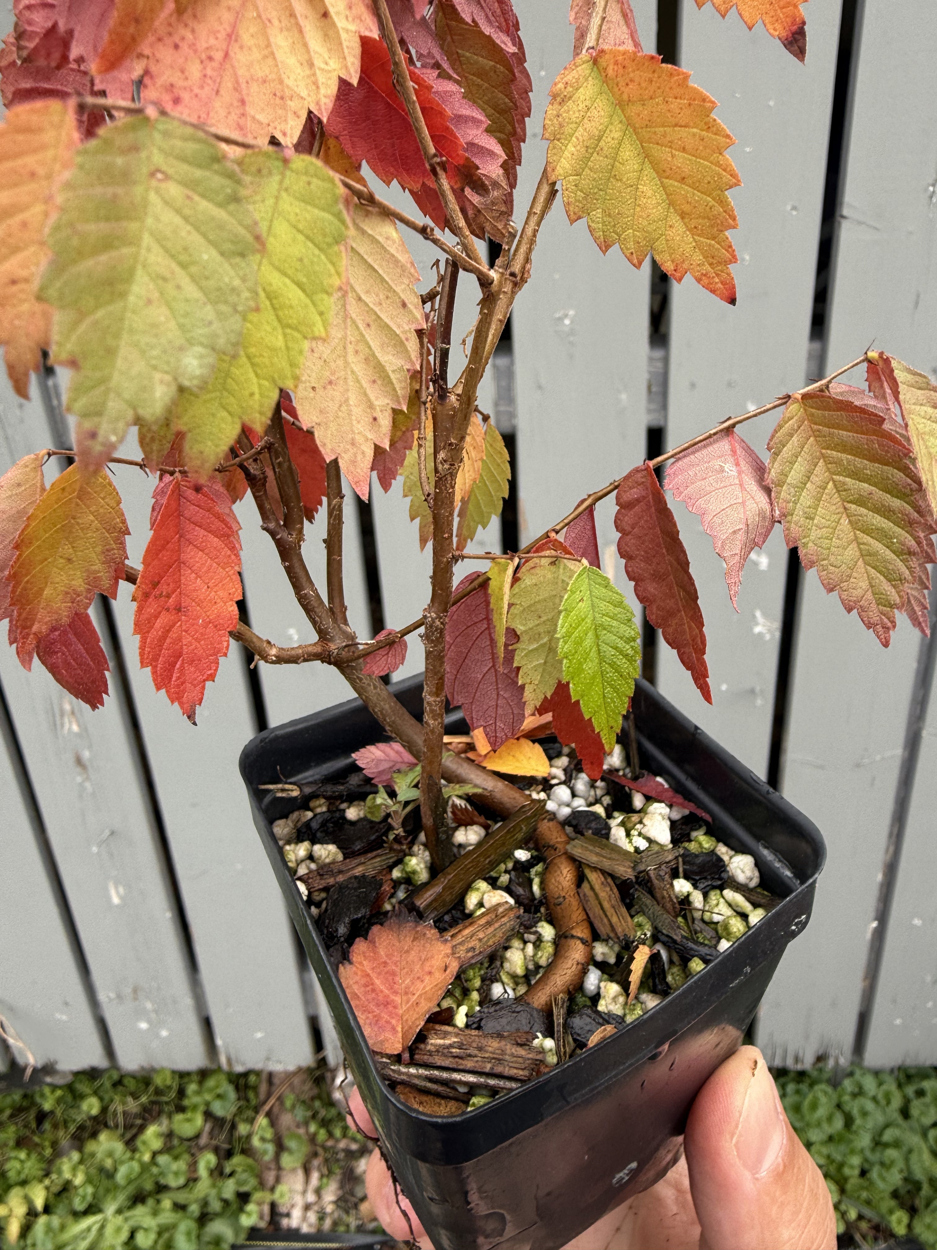 Zelkova serrata #1