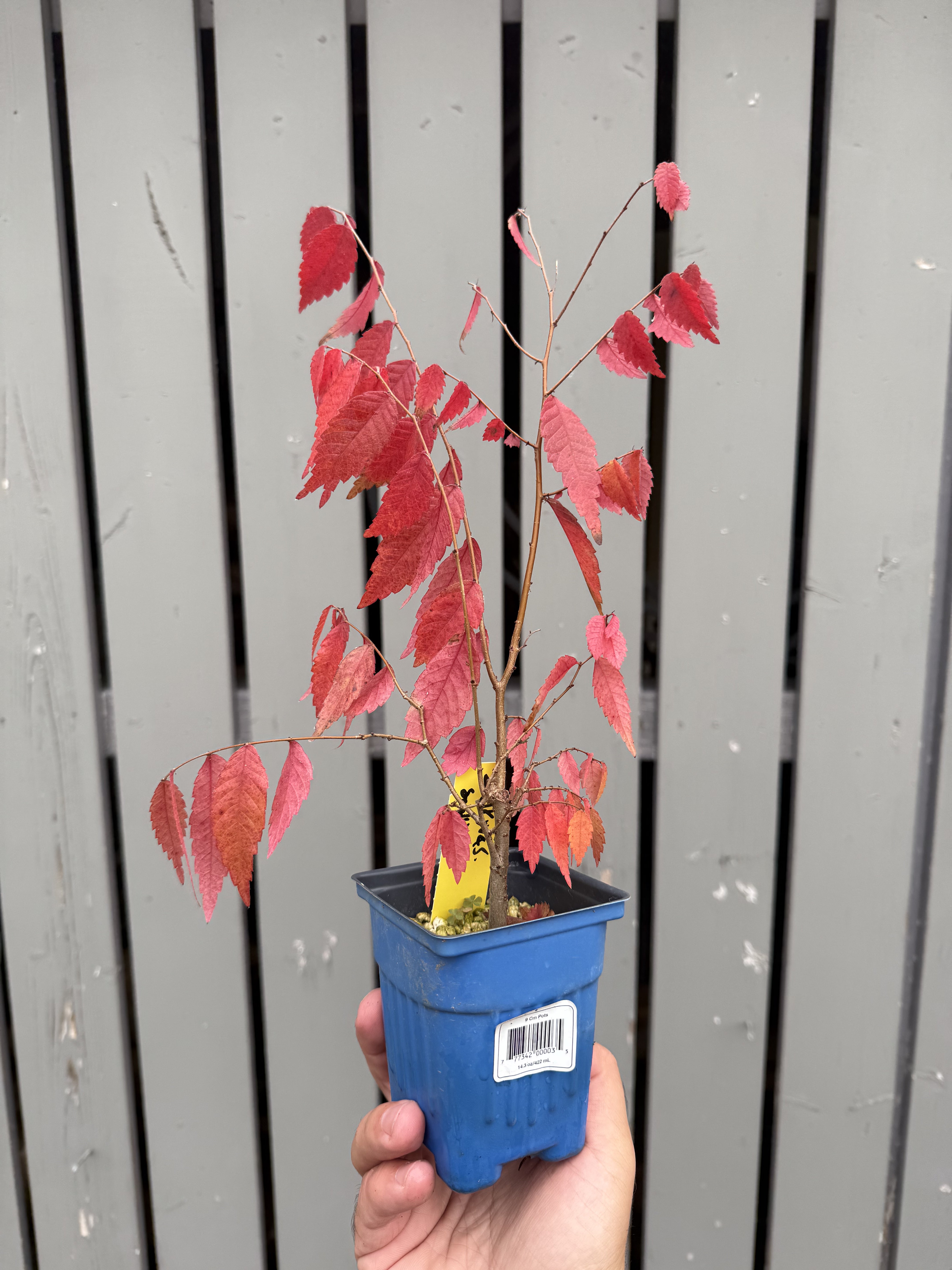 Zelkova serrata #5