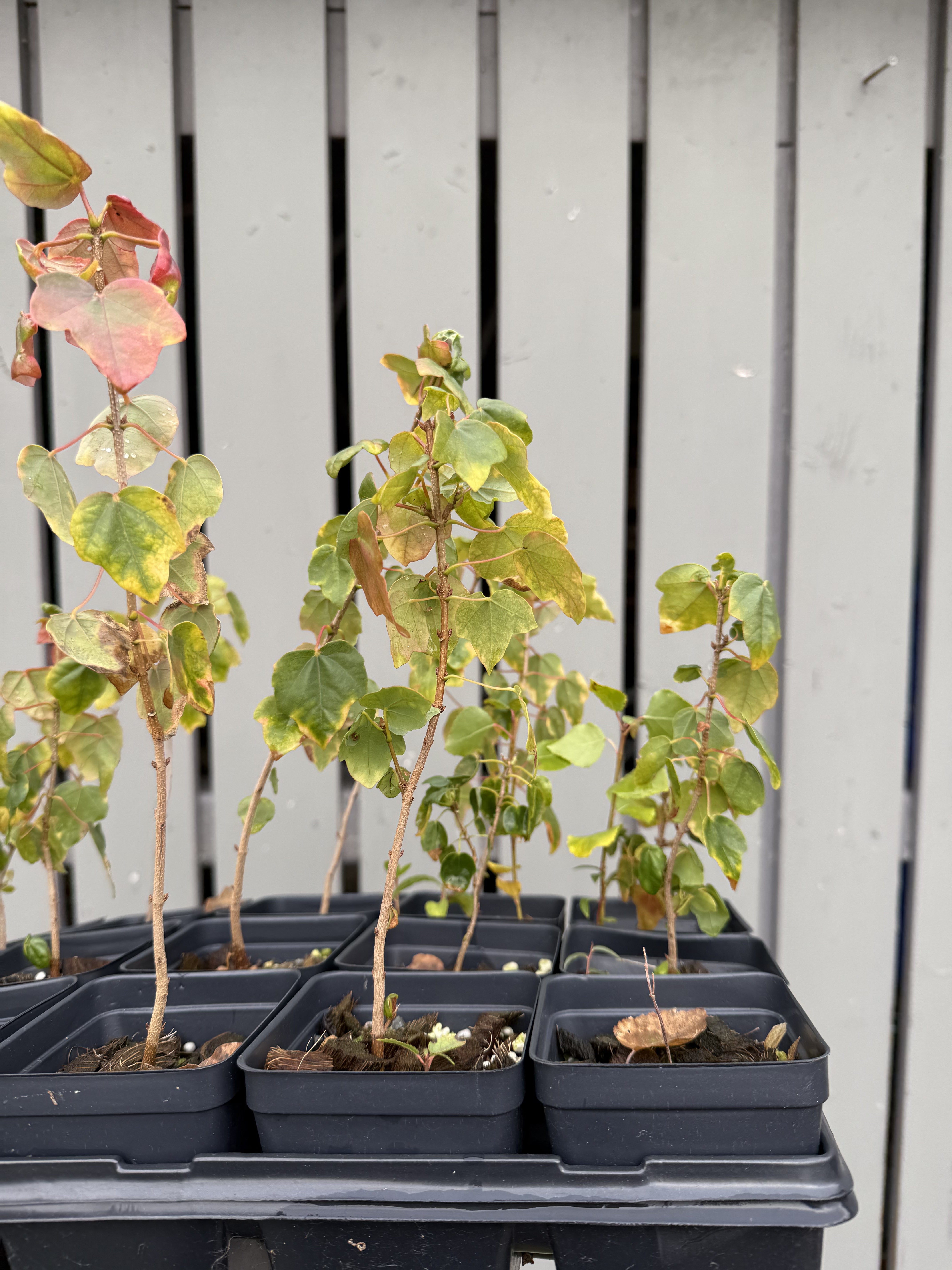 Acer buergerianum (seed-grown)