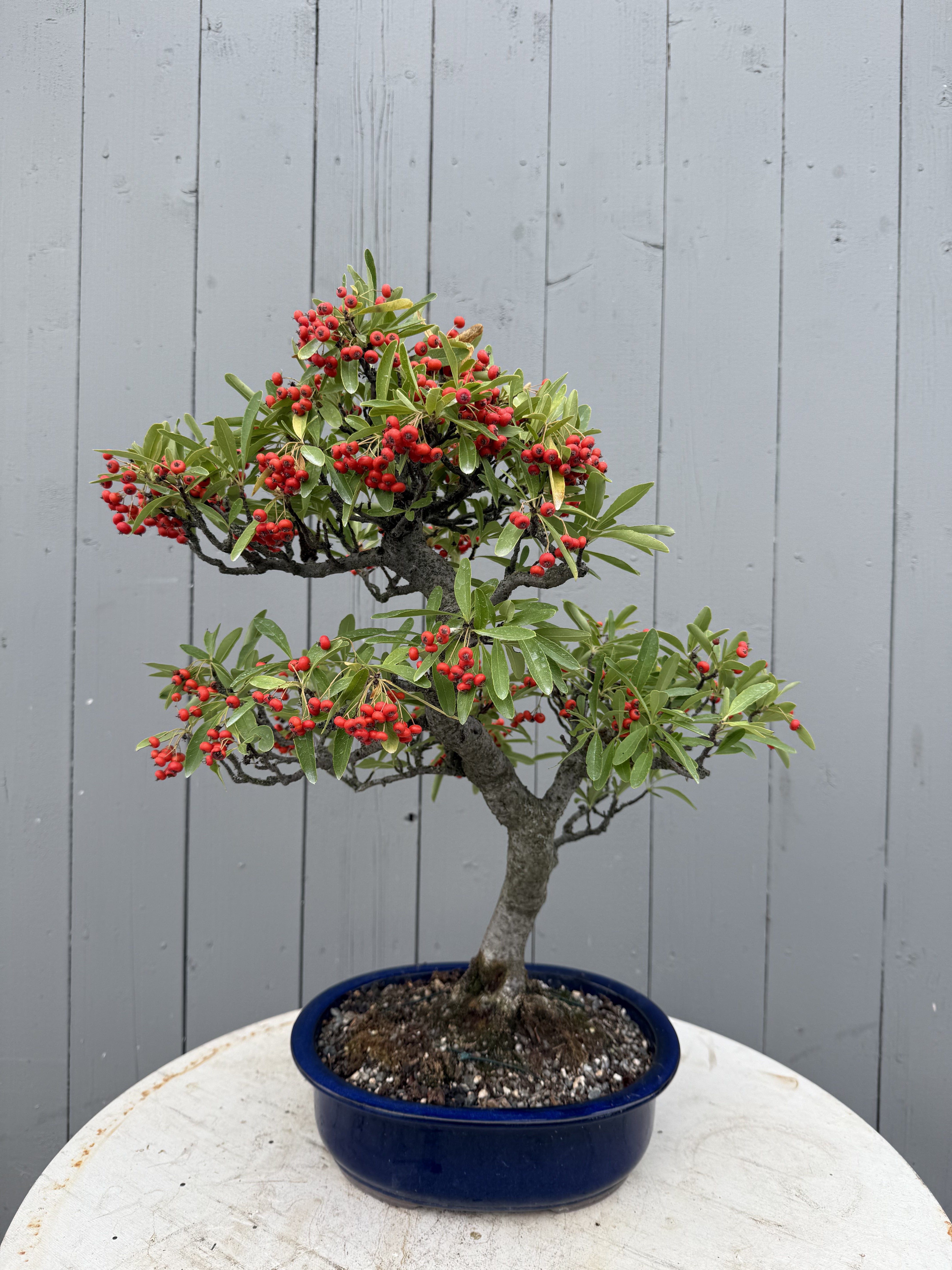 Pyracantha angustifolia