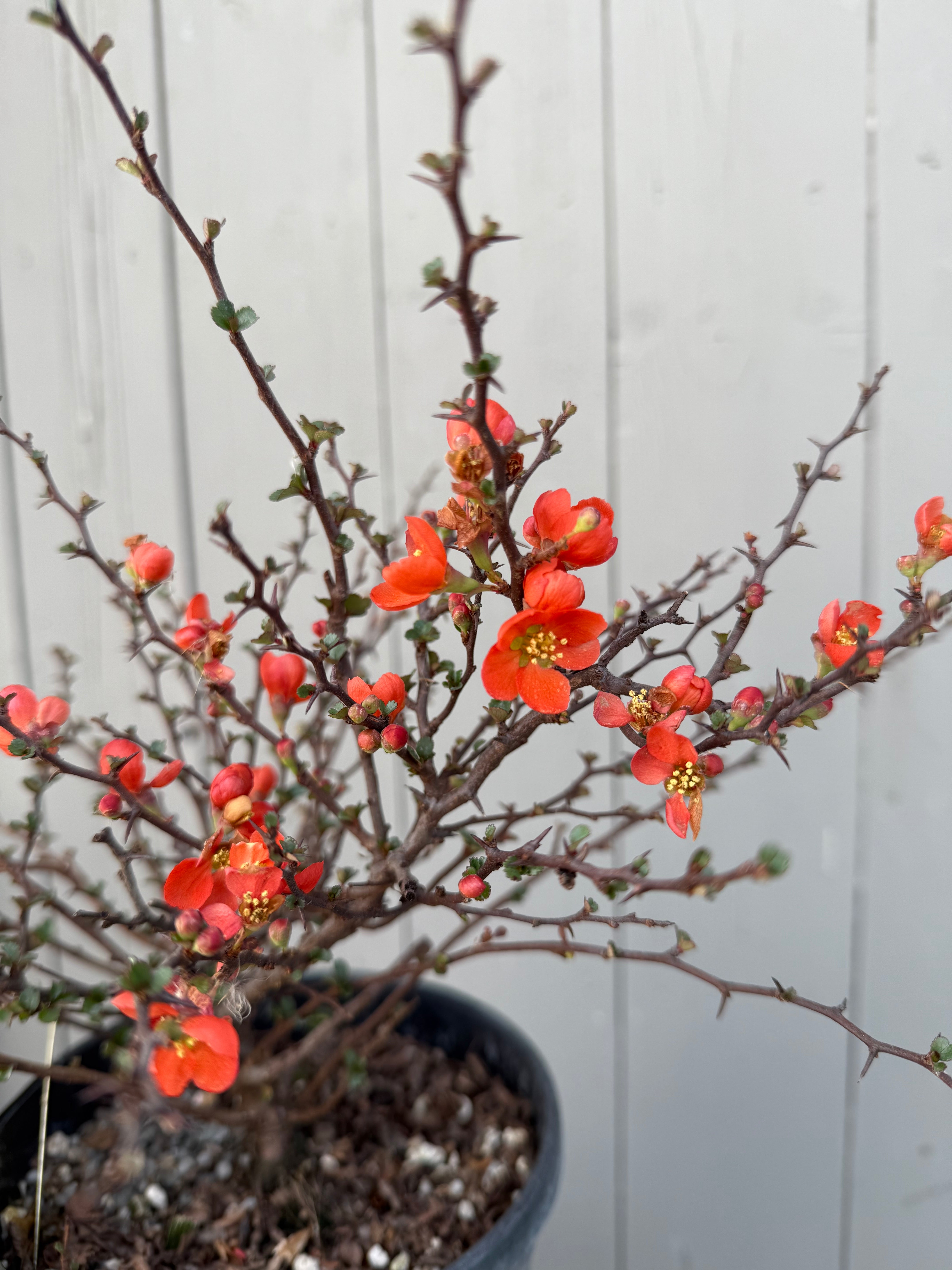 Chaenomeles japonica (red)