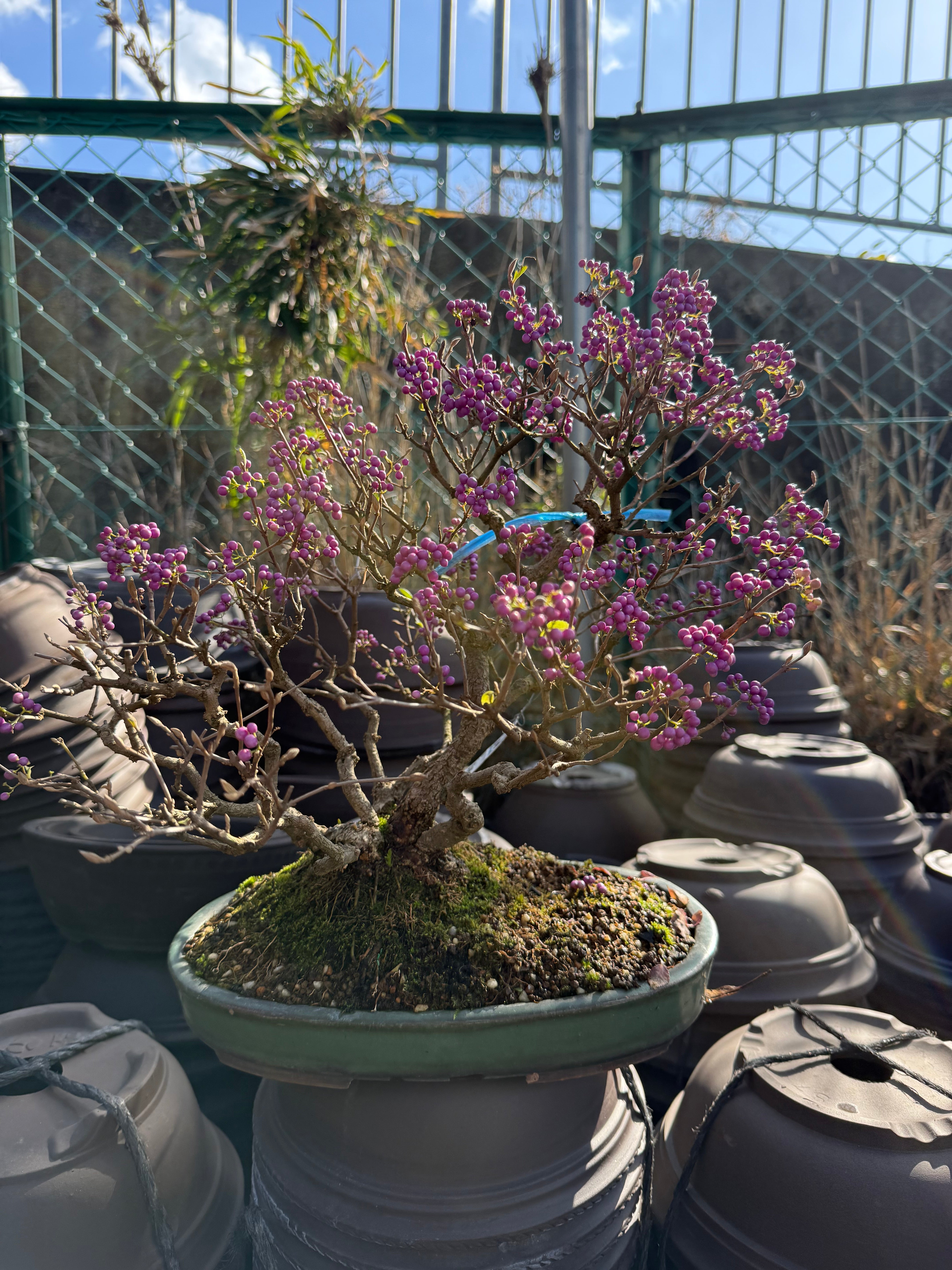 Callicarpa japonica