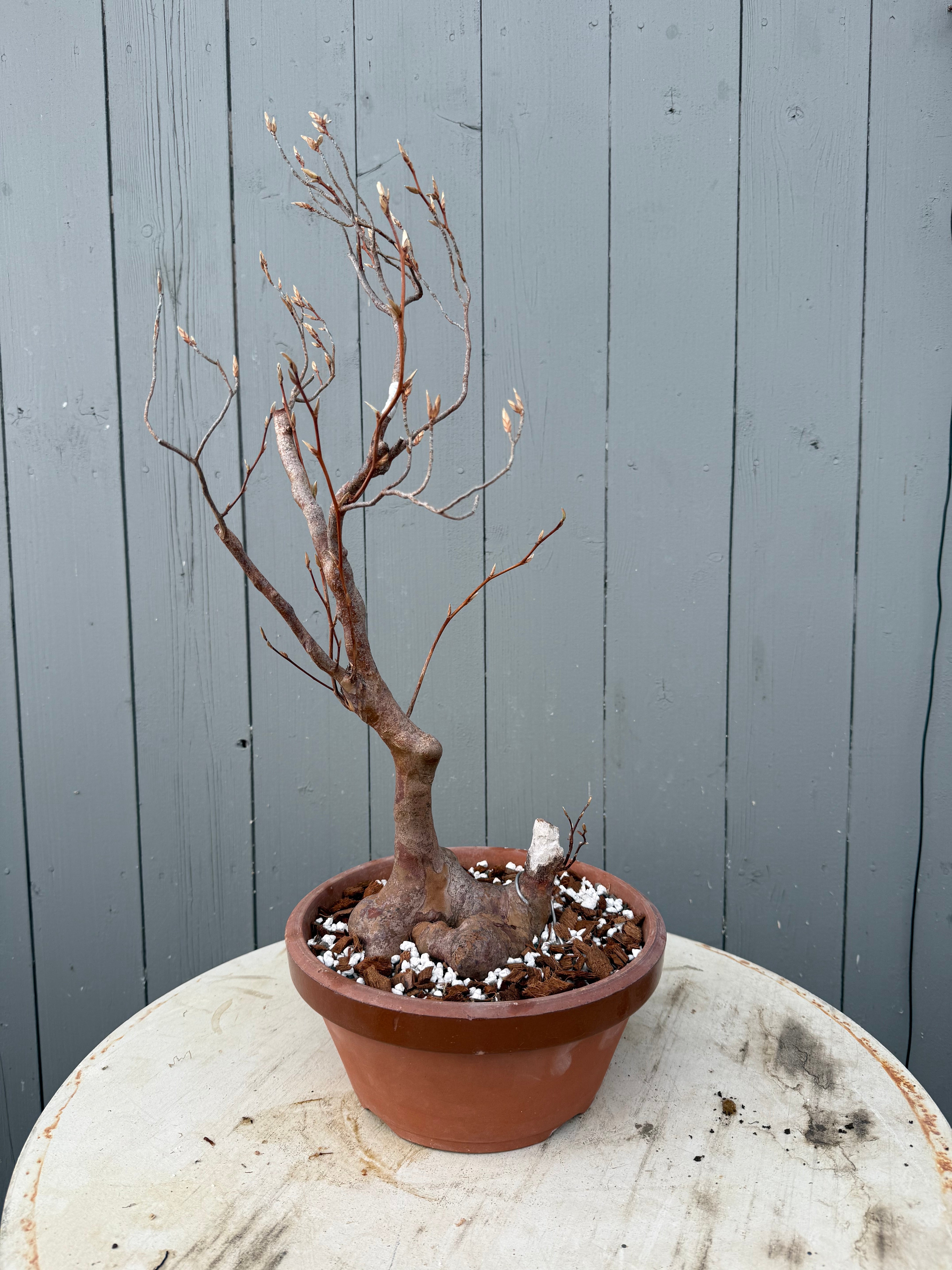 Stewartia monadelpha