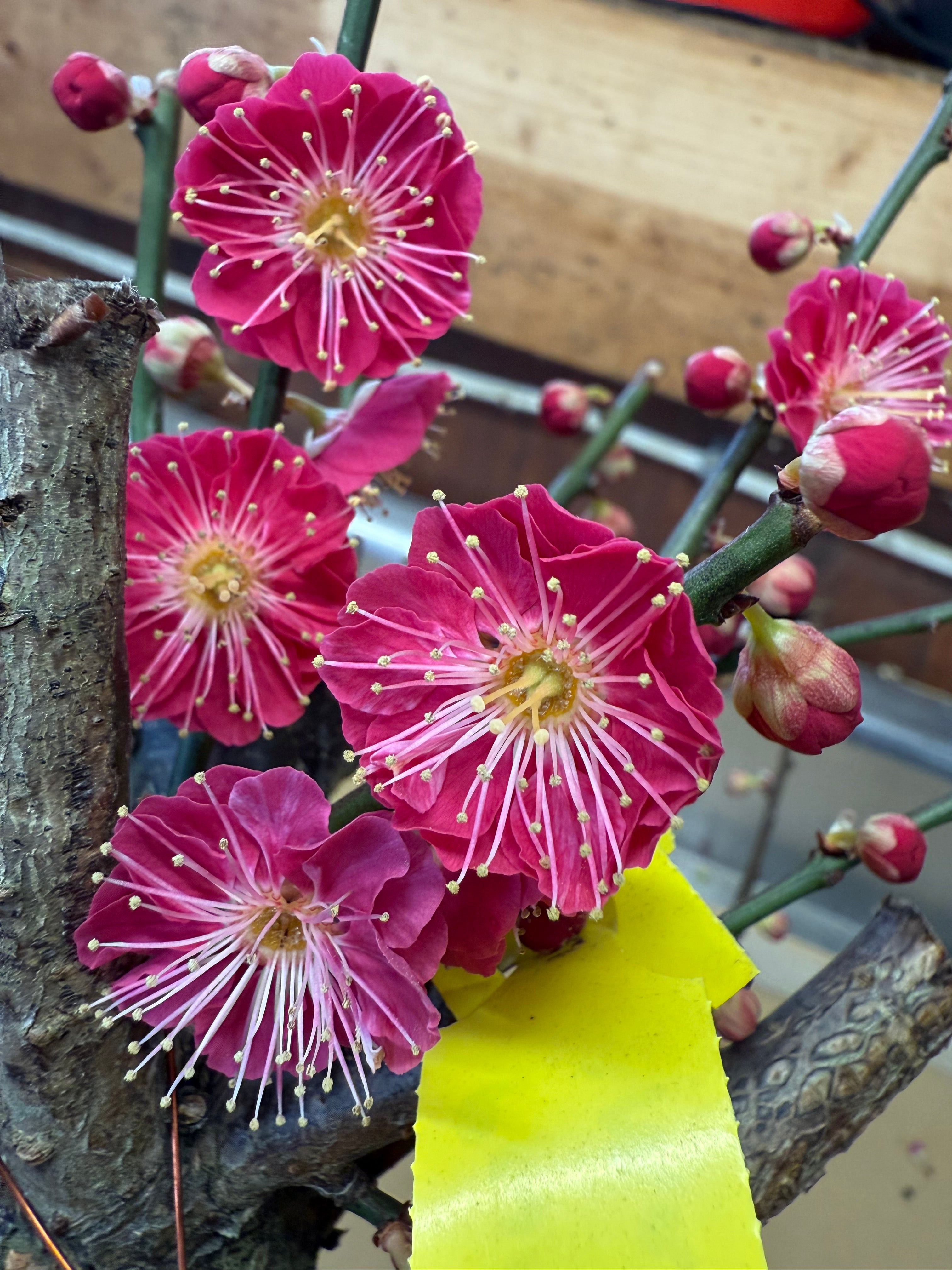 Prunus mume 'Hóngxū zhūshā'