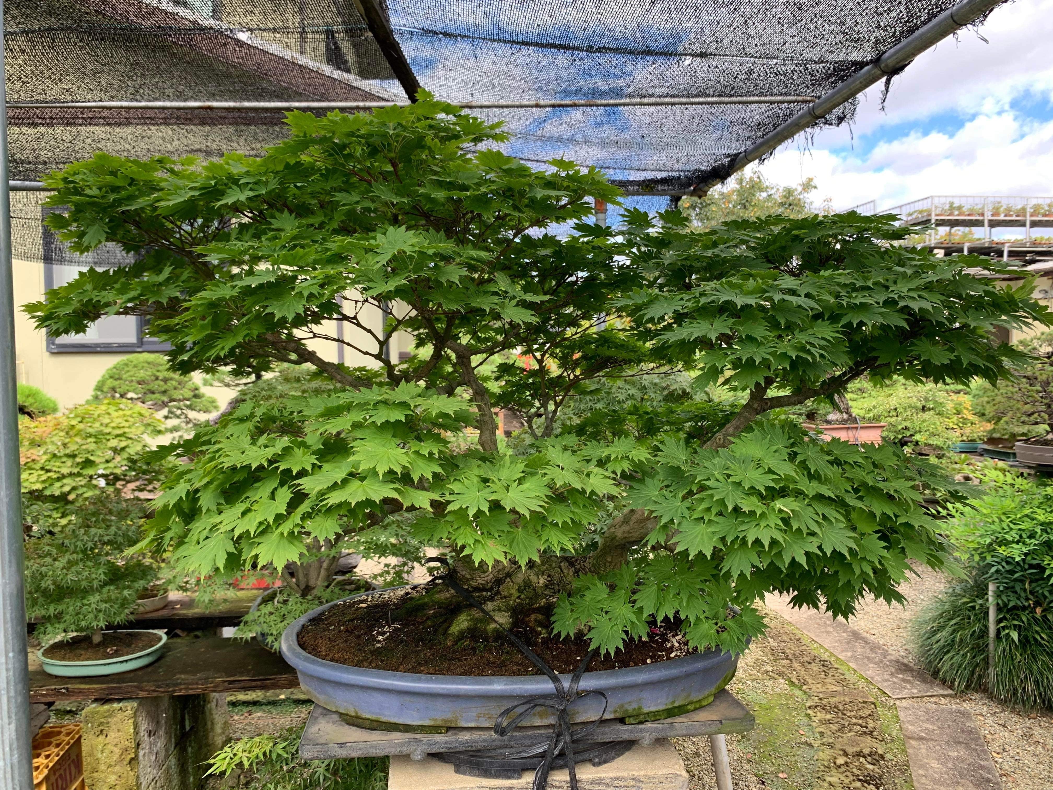 Acer tenuifolium 'Kohauchiwa'