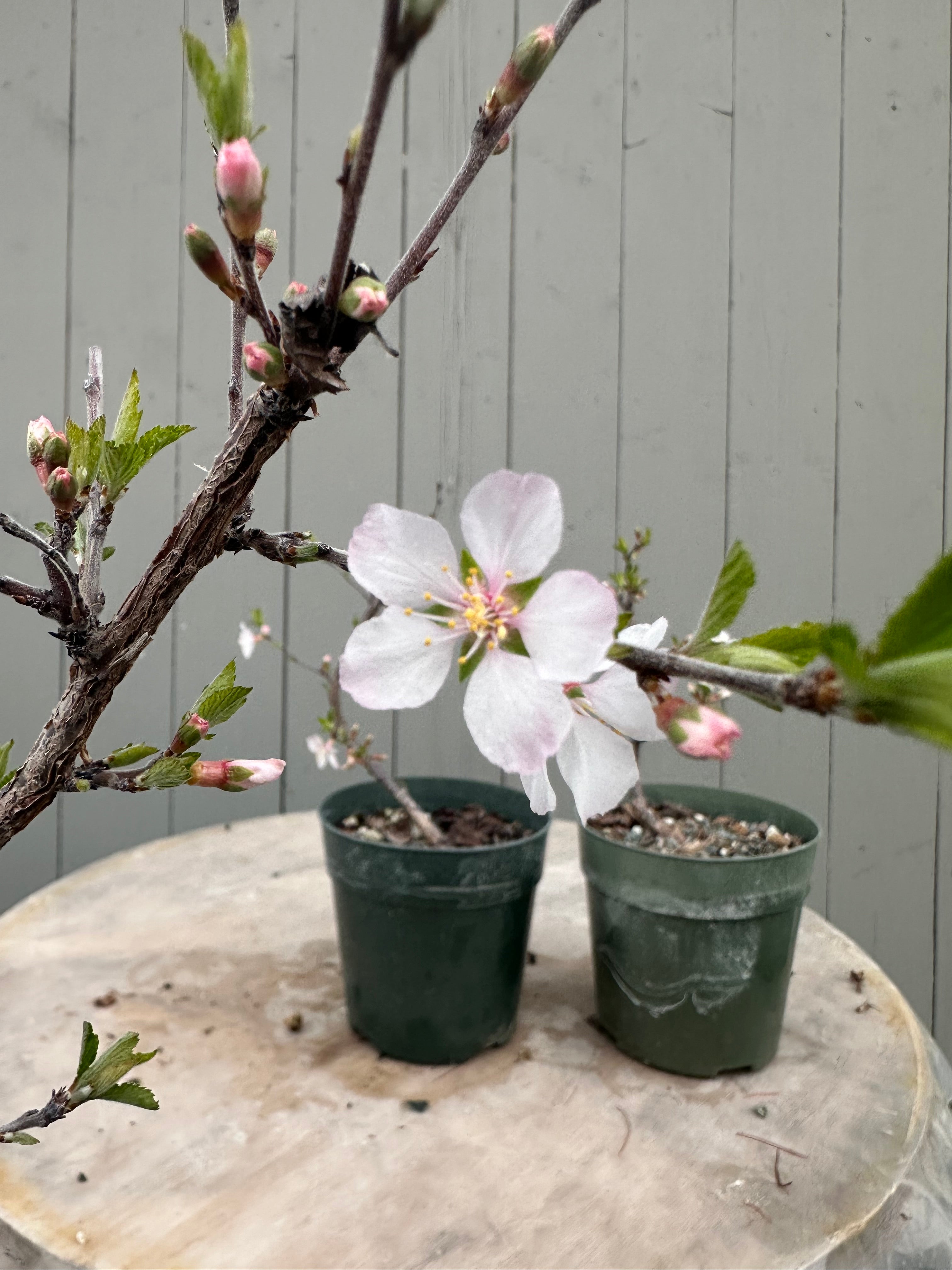 Prunus tomentosa (cutting-grown)