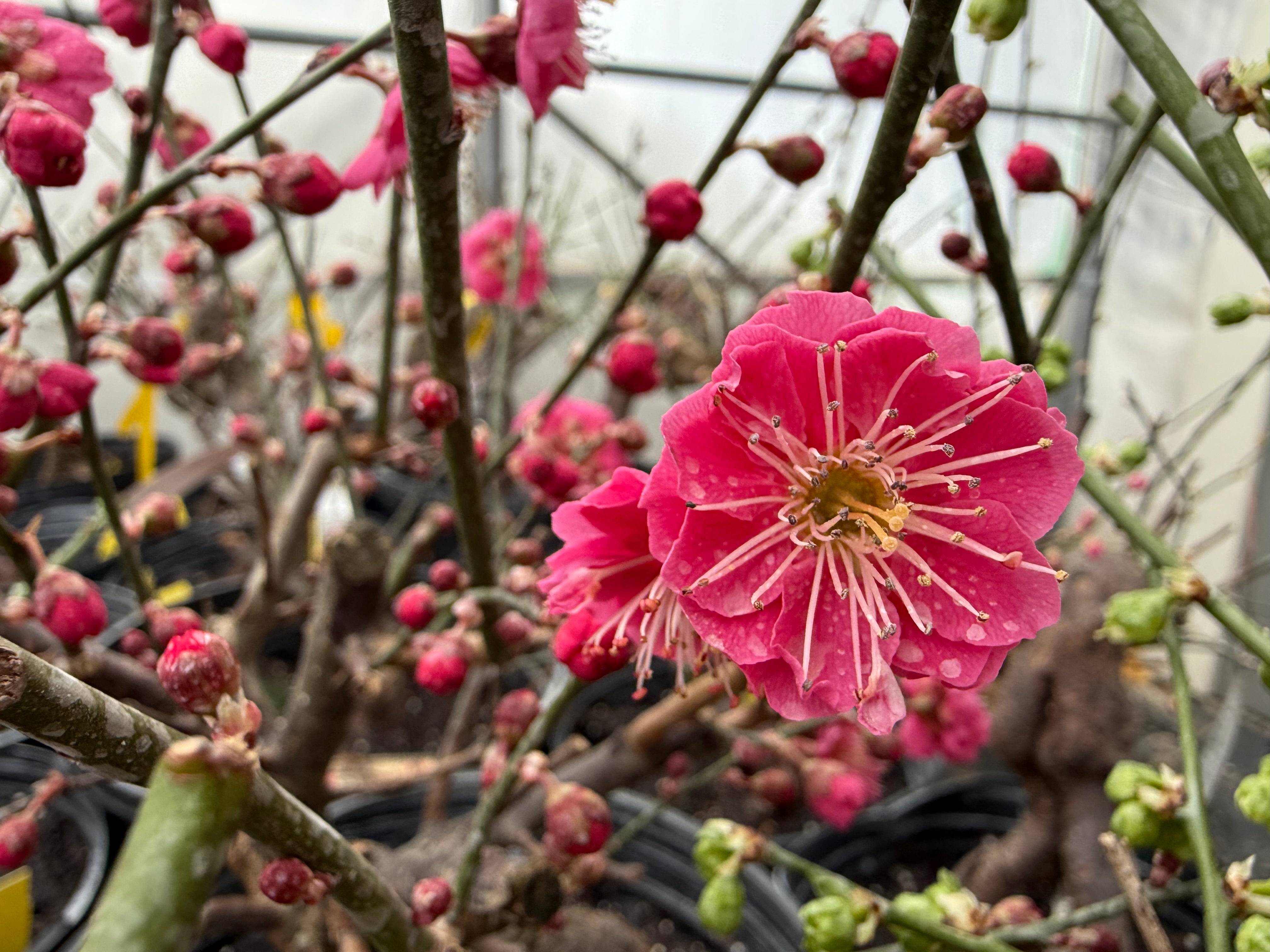 Prunus mume 'Hóngxū zhūshā'