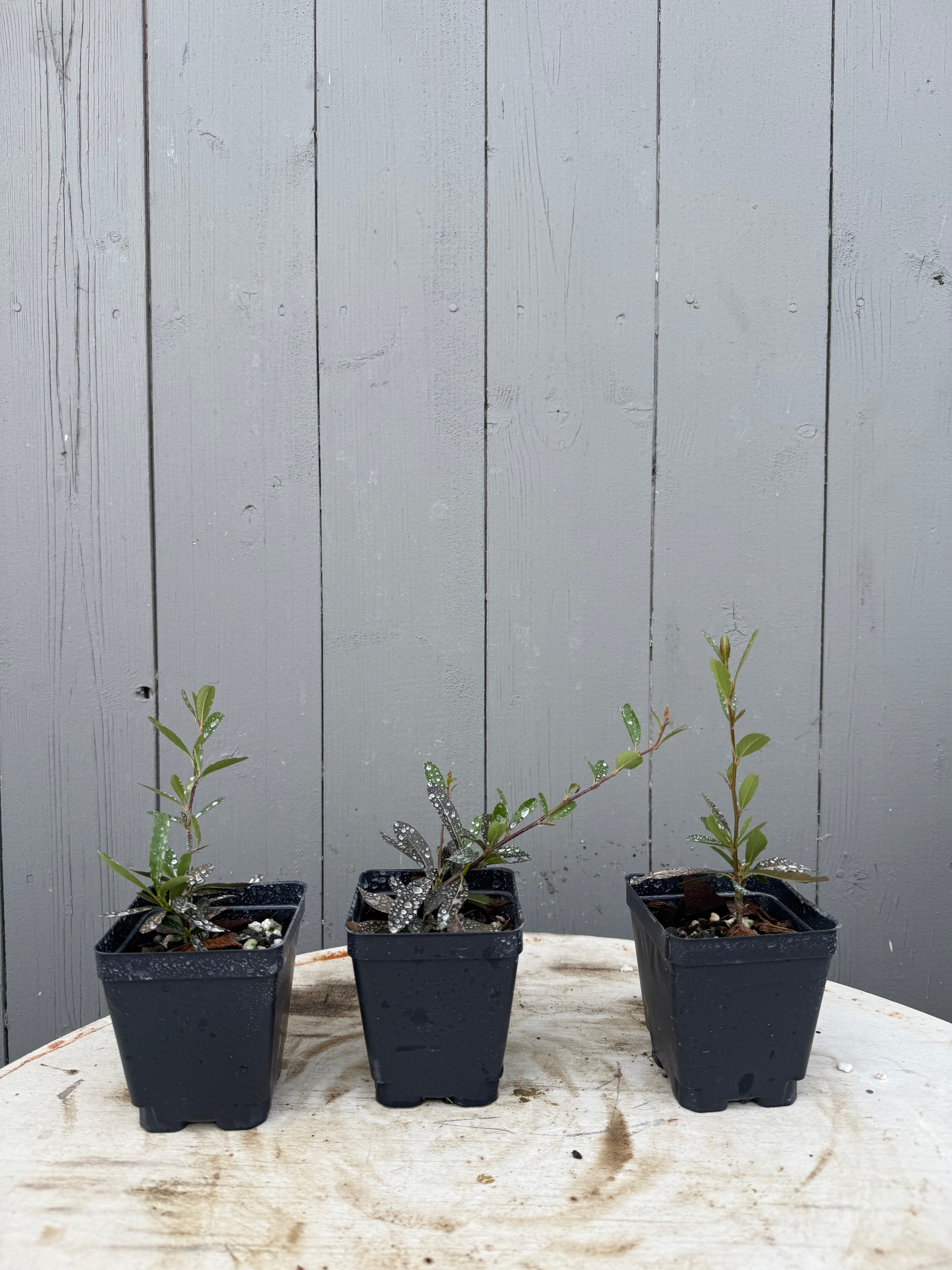 Pyracantha angustifolia