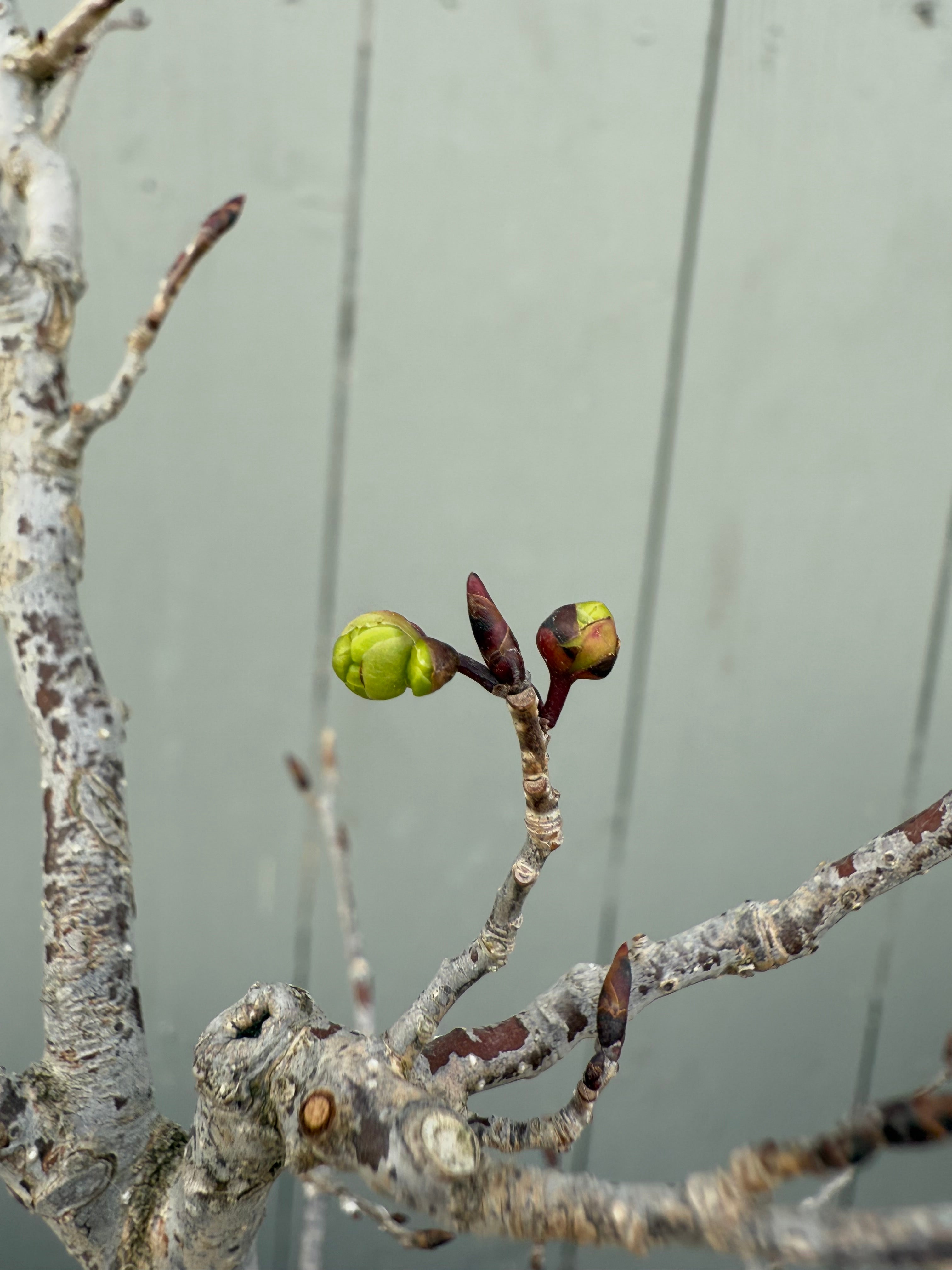 Lindera praecox