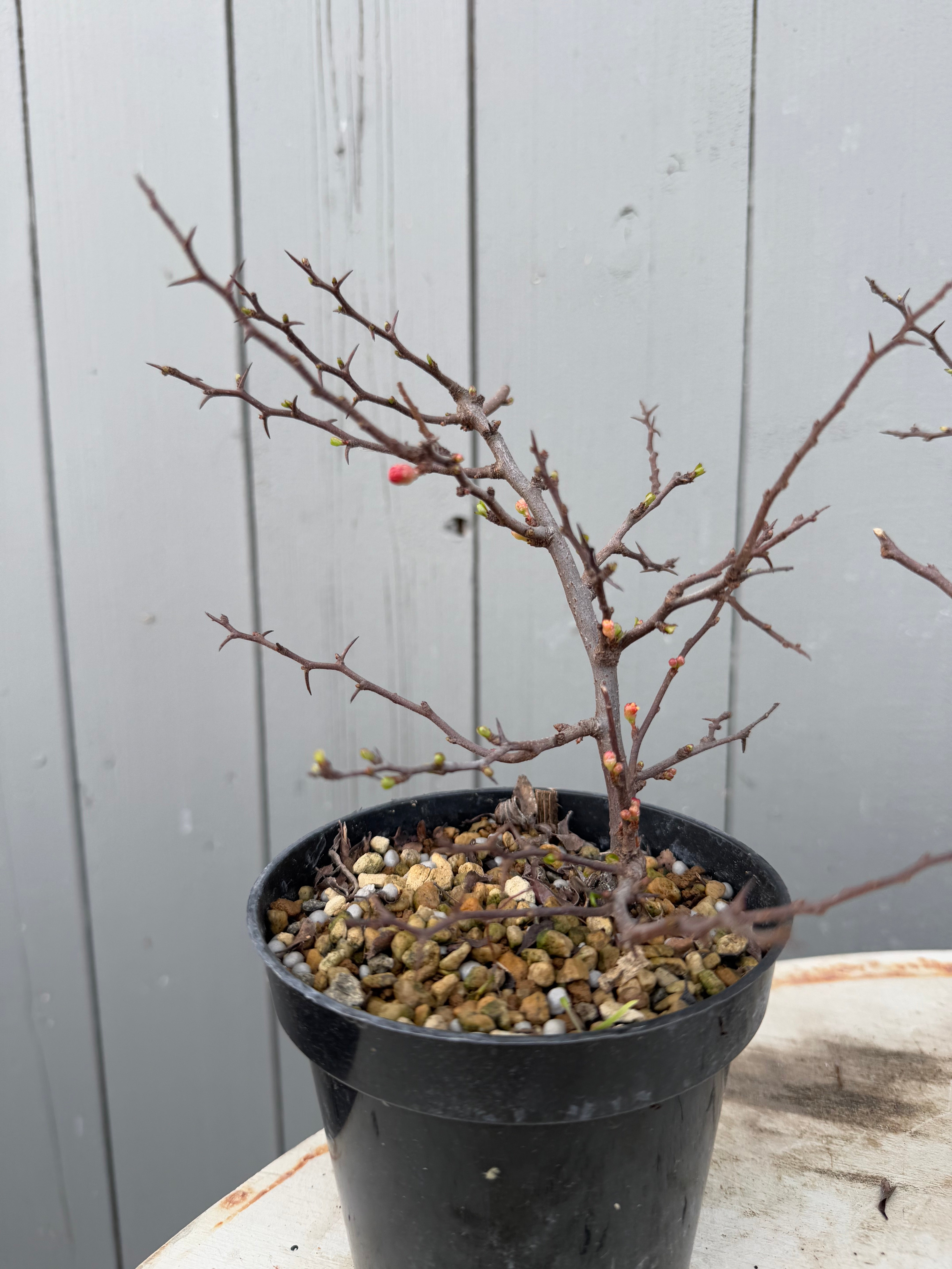 Chaenomeles japonica Chojubai