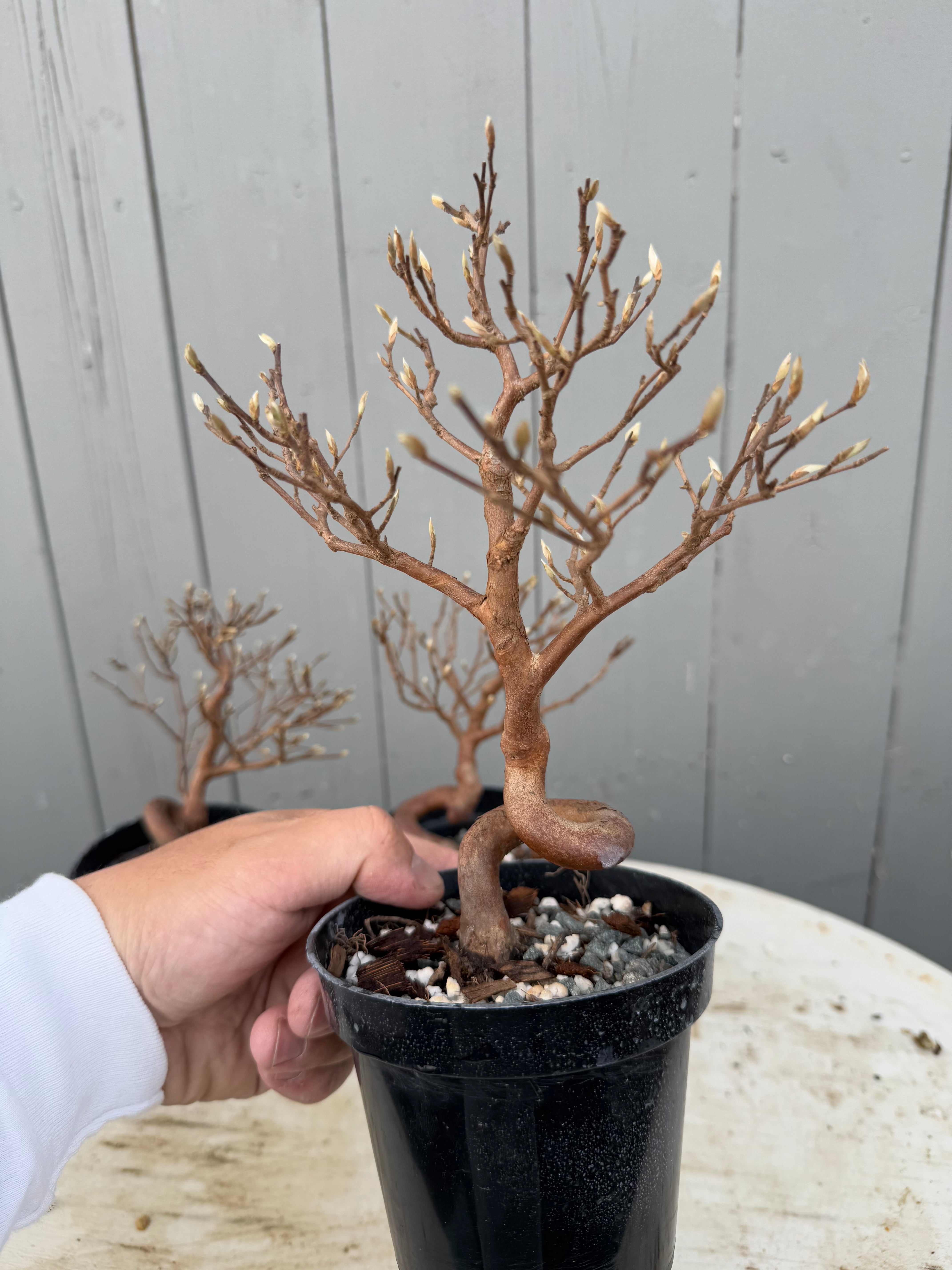 Stewartia monadelpha