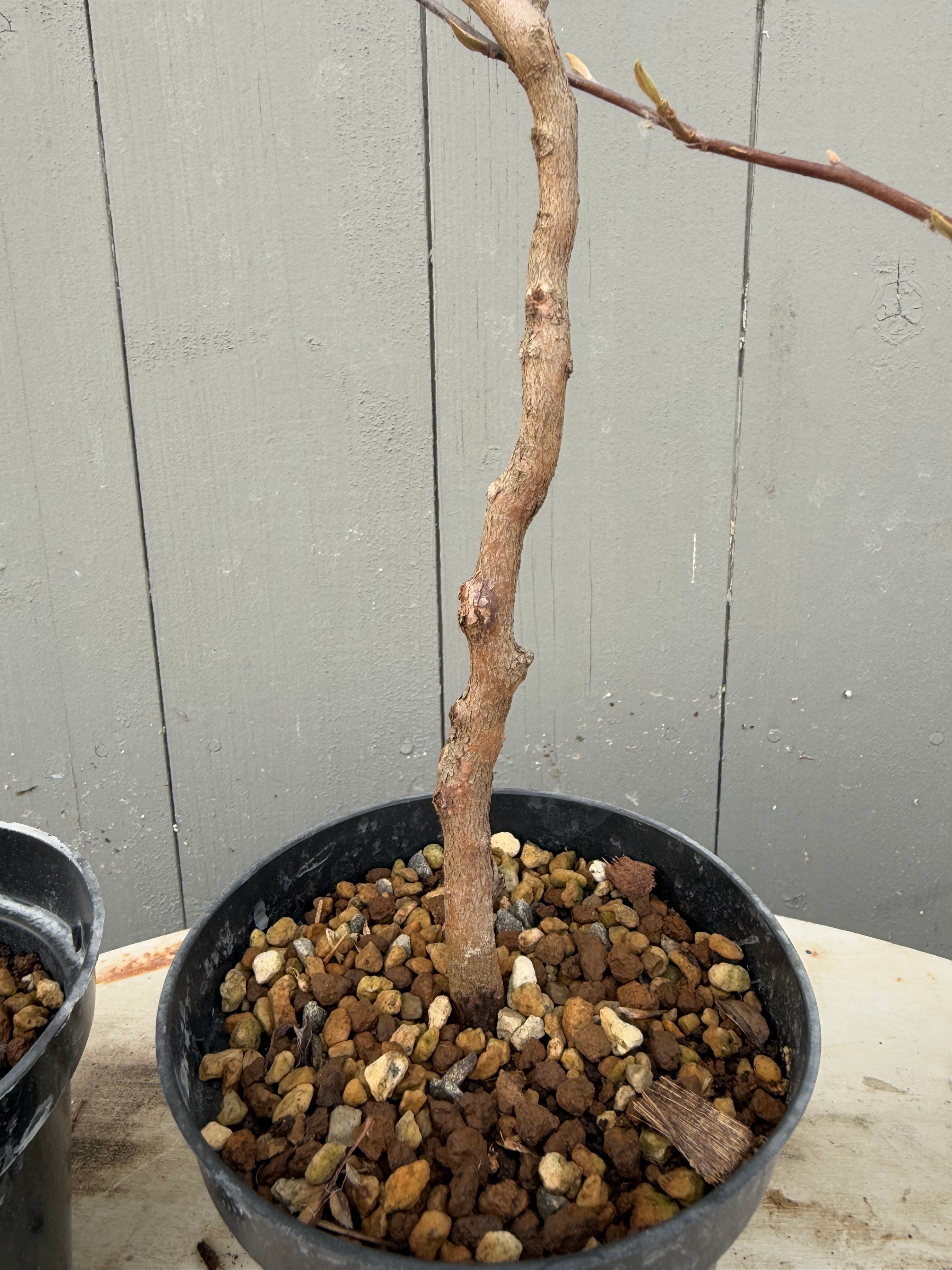 Stewartia monadelpha