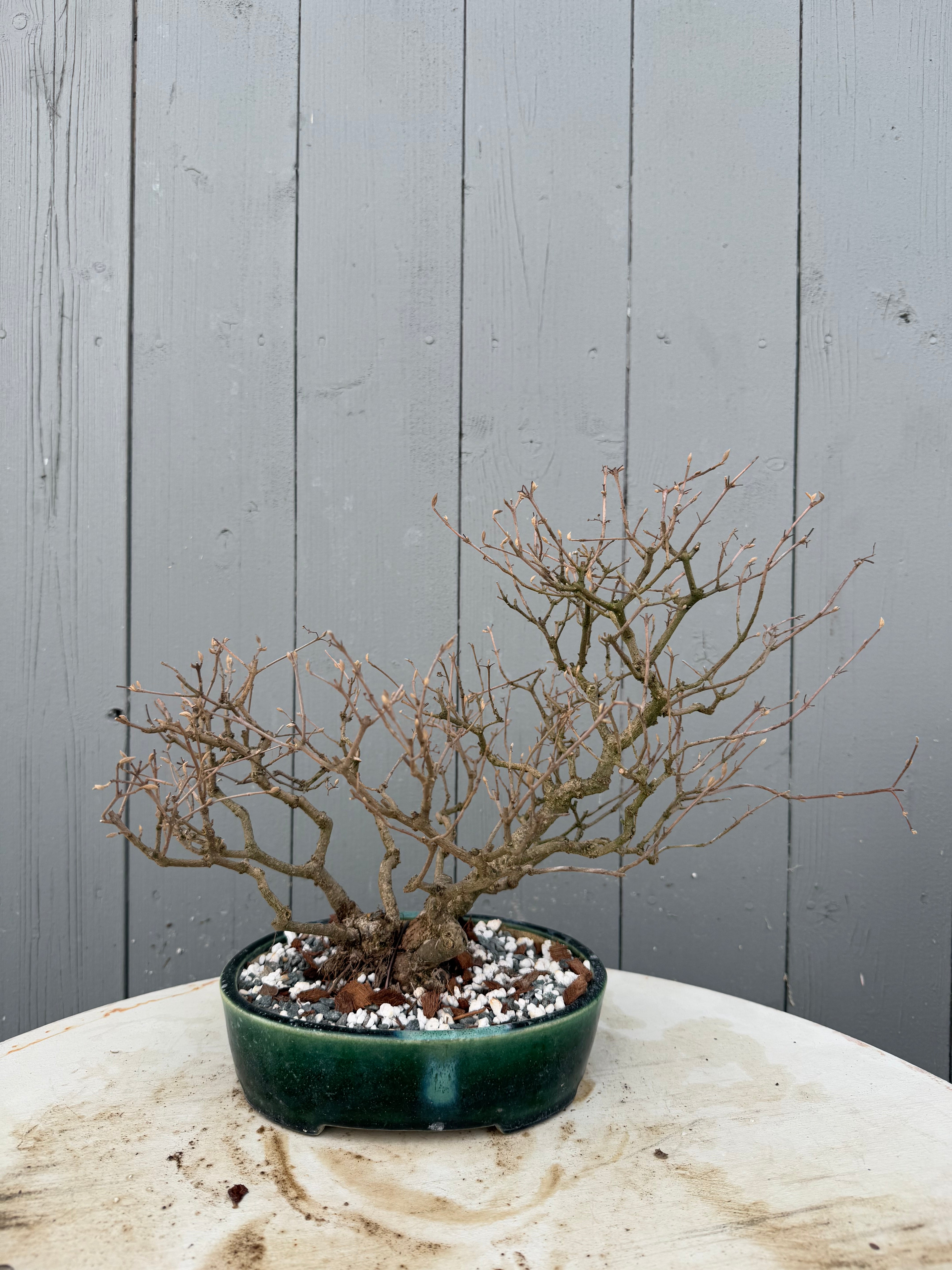 Callicarpa japonica