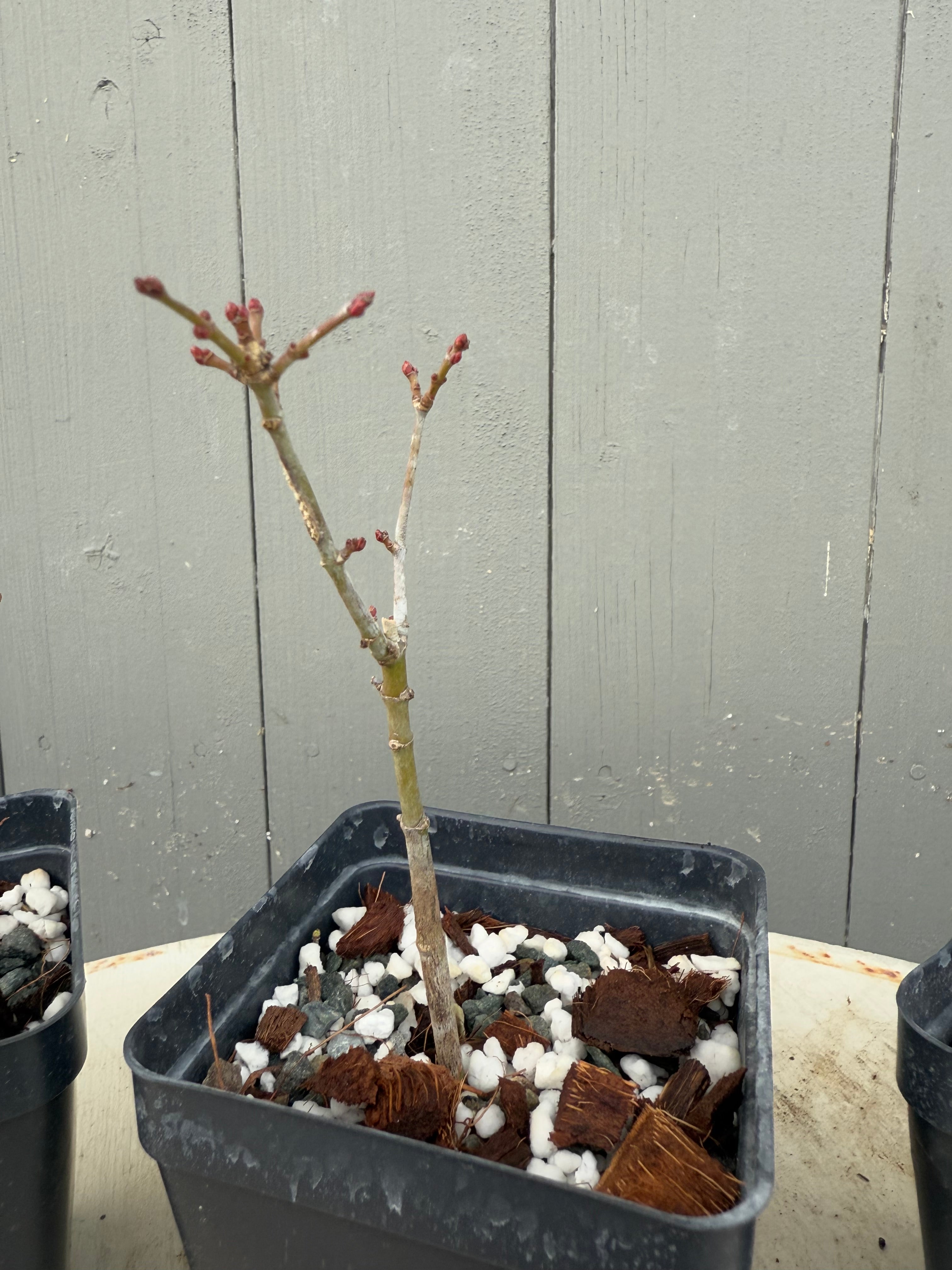 Acer palmatum 'Shishigashira'