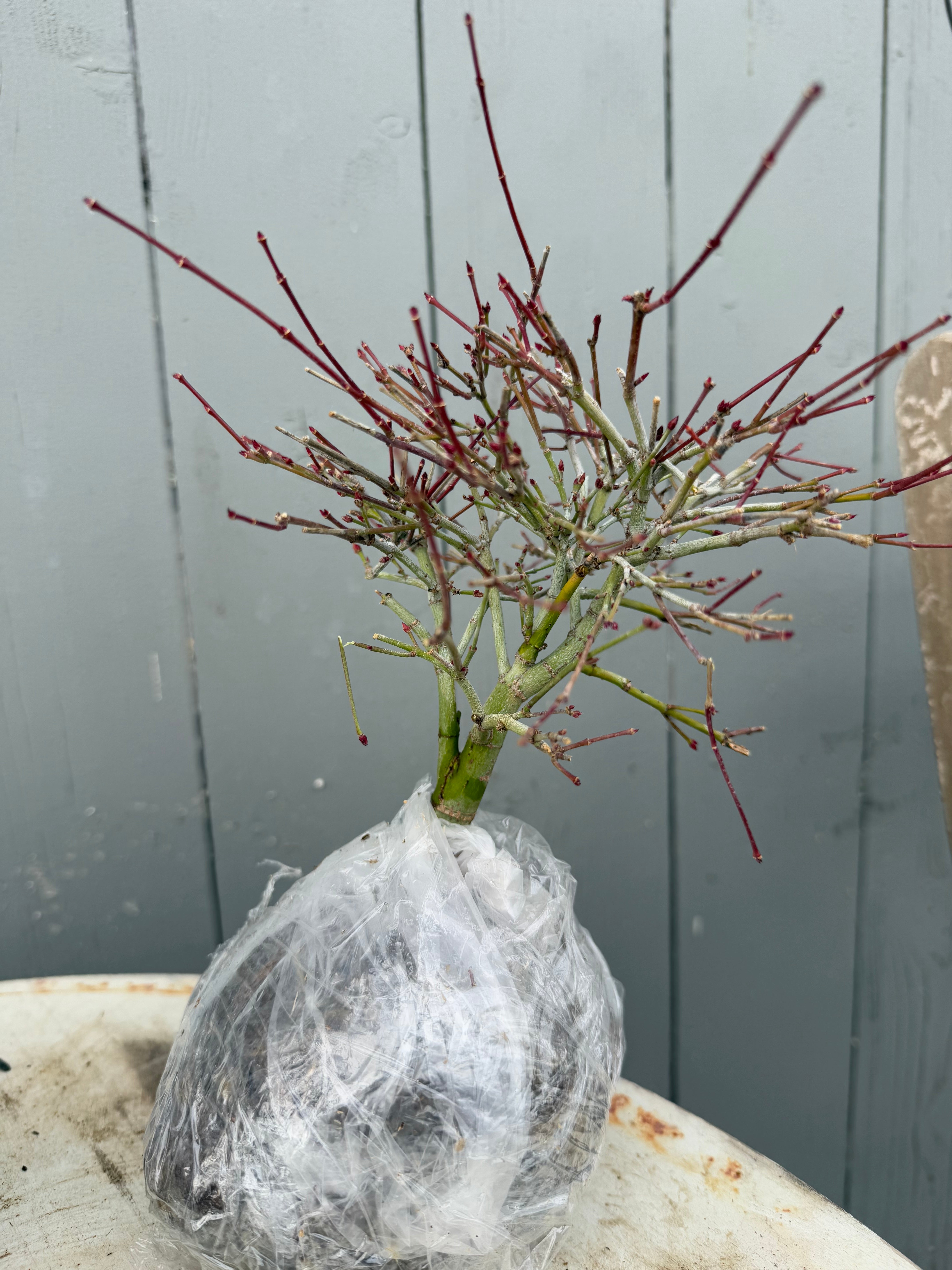 Acer palmatum 'Kiyohime'