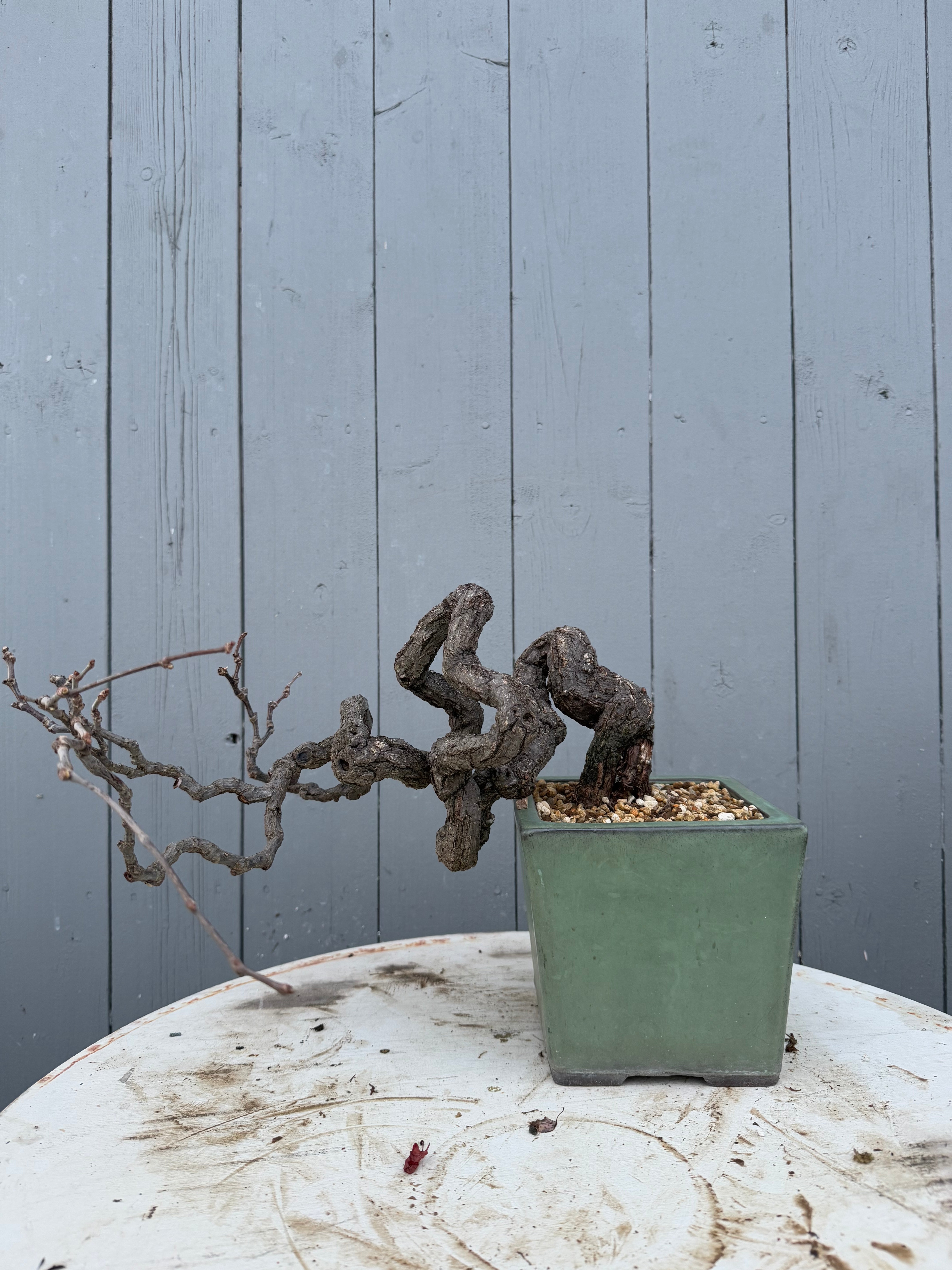 Parthenocissus quinquefolia (Antique pot)