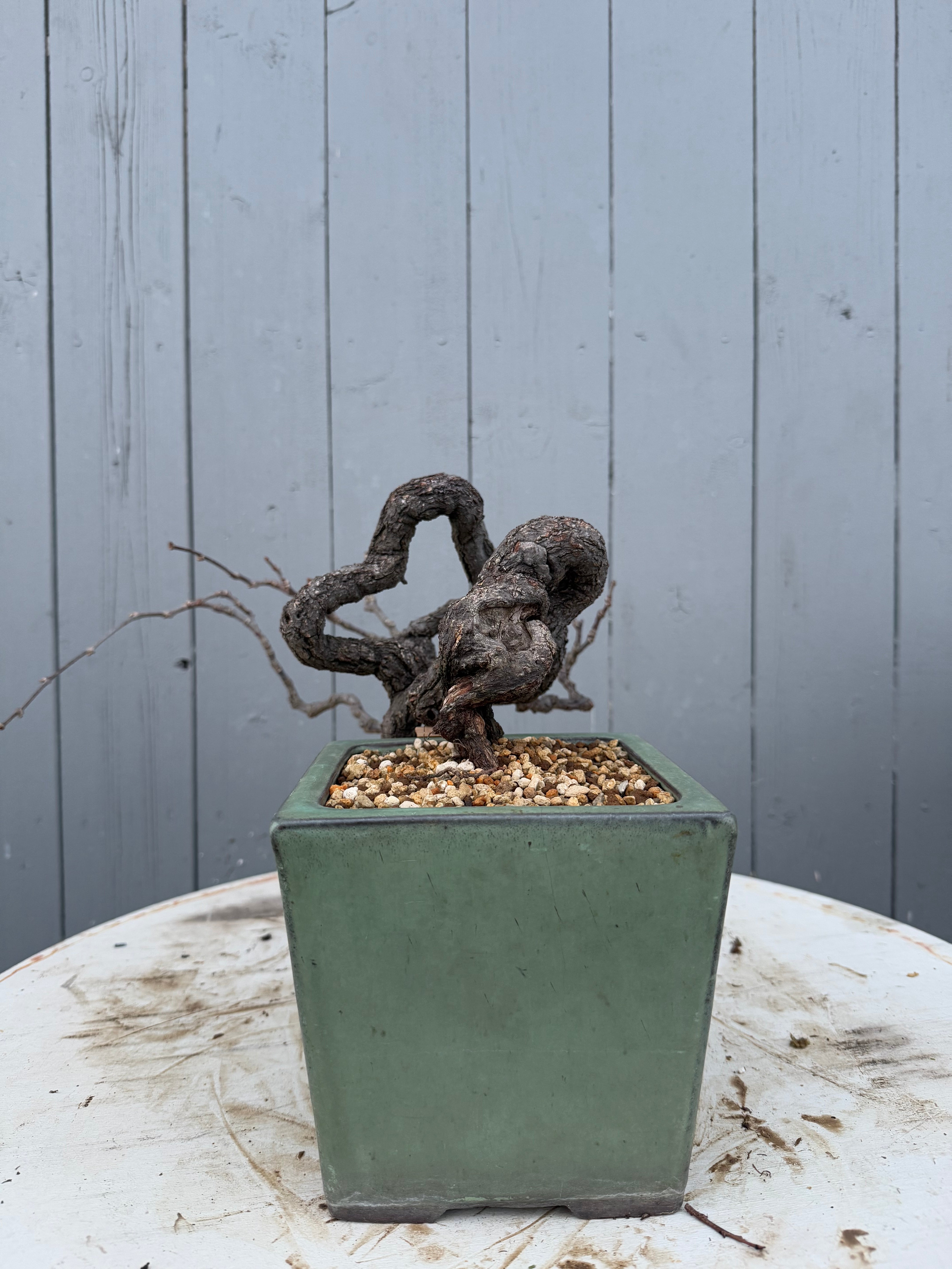 Parthenocissus quinquefolia (Antique pot)