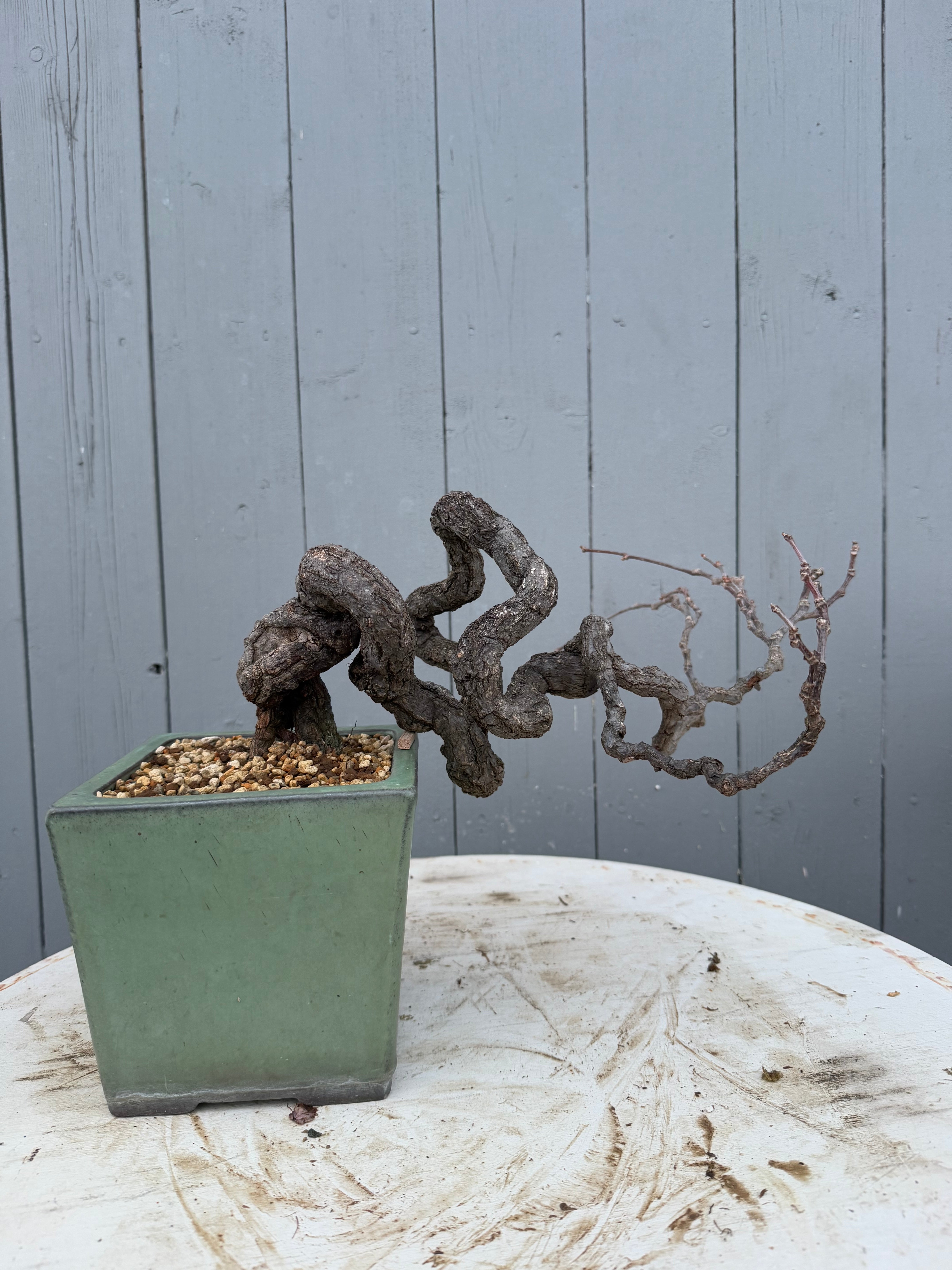 Parthenocissus quinquefolia (Antique pot)