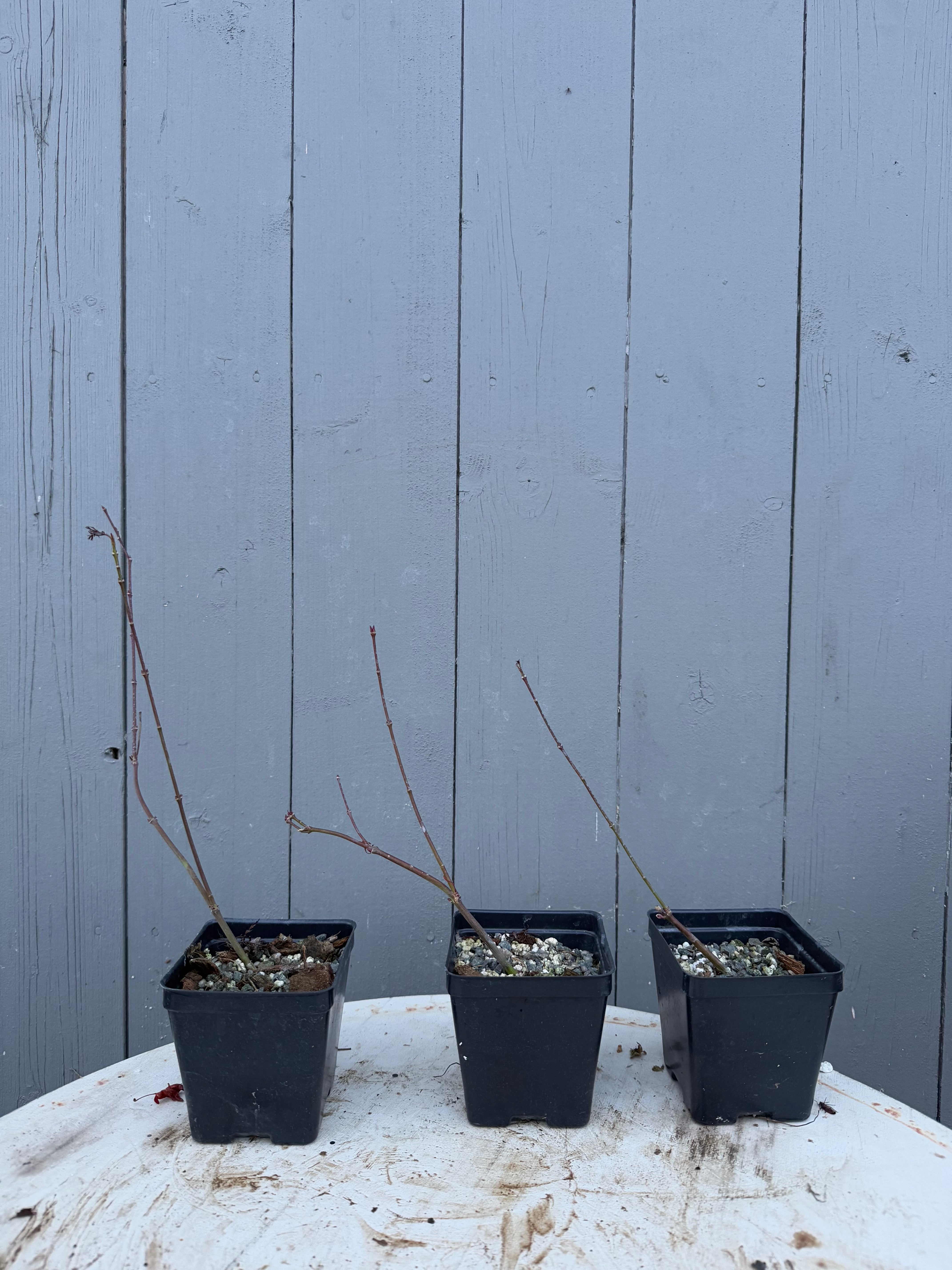 Acer palmatum 'Emerald Lace'