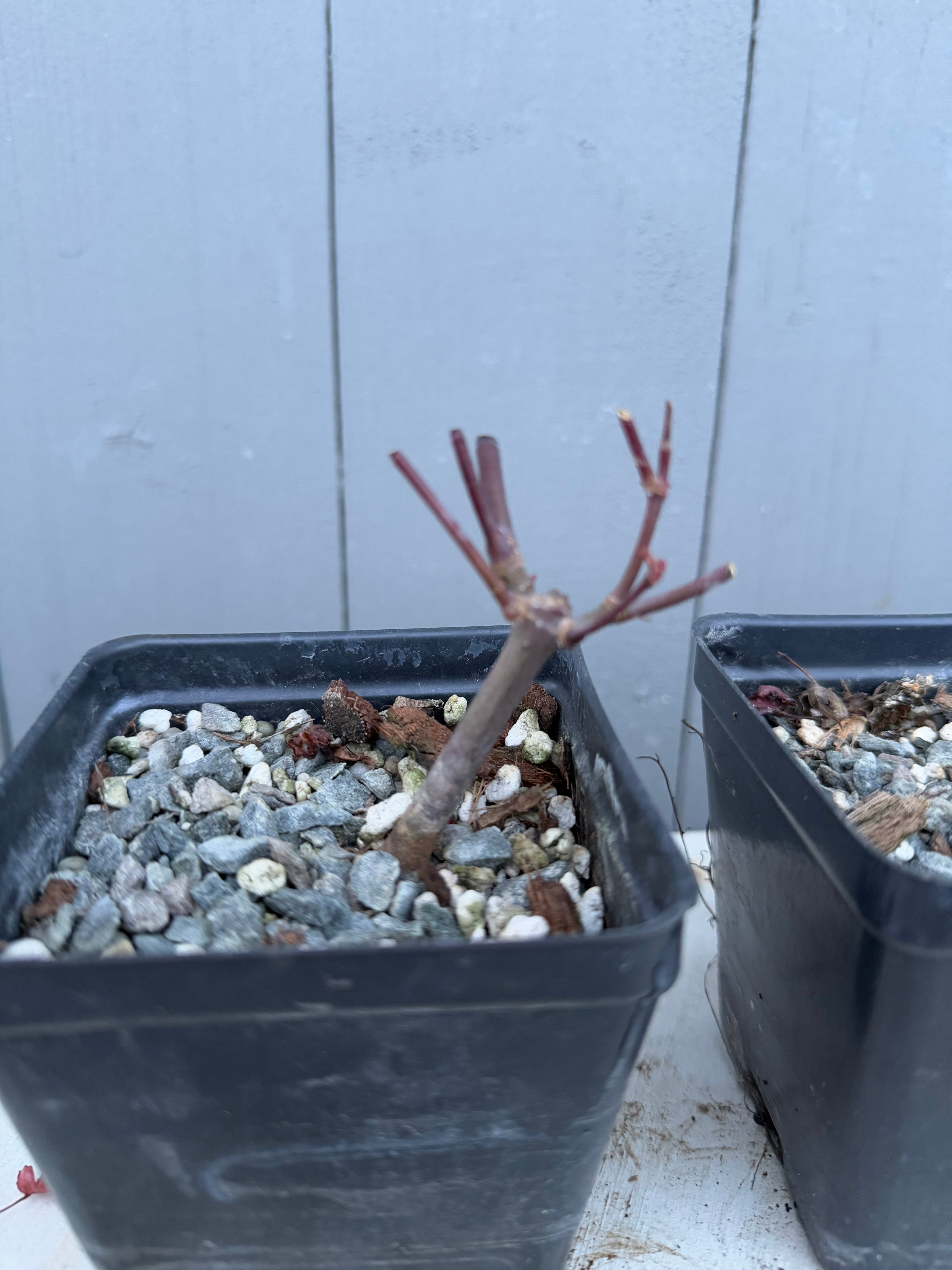 Acer palmatum 'Deshojo' (Cutback)