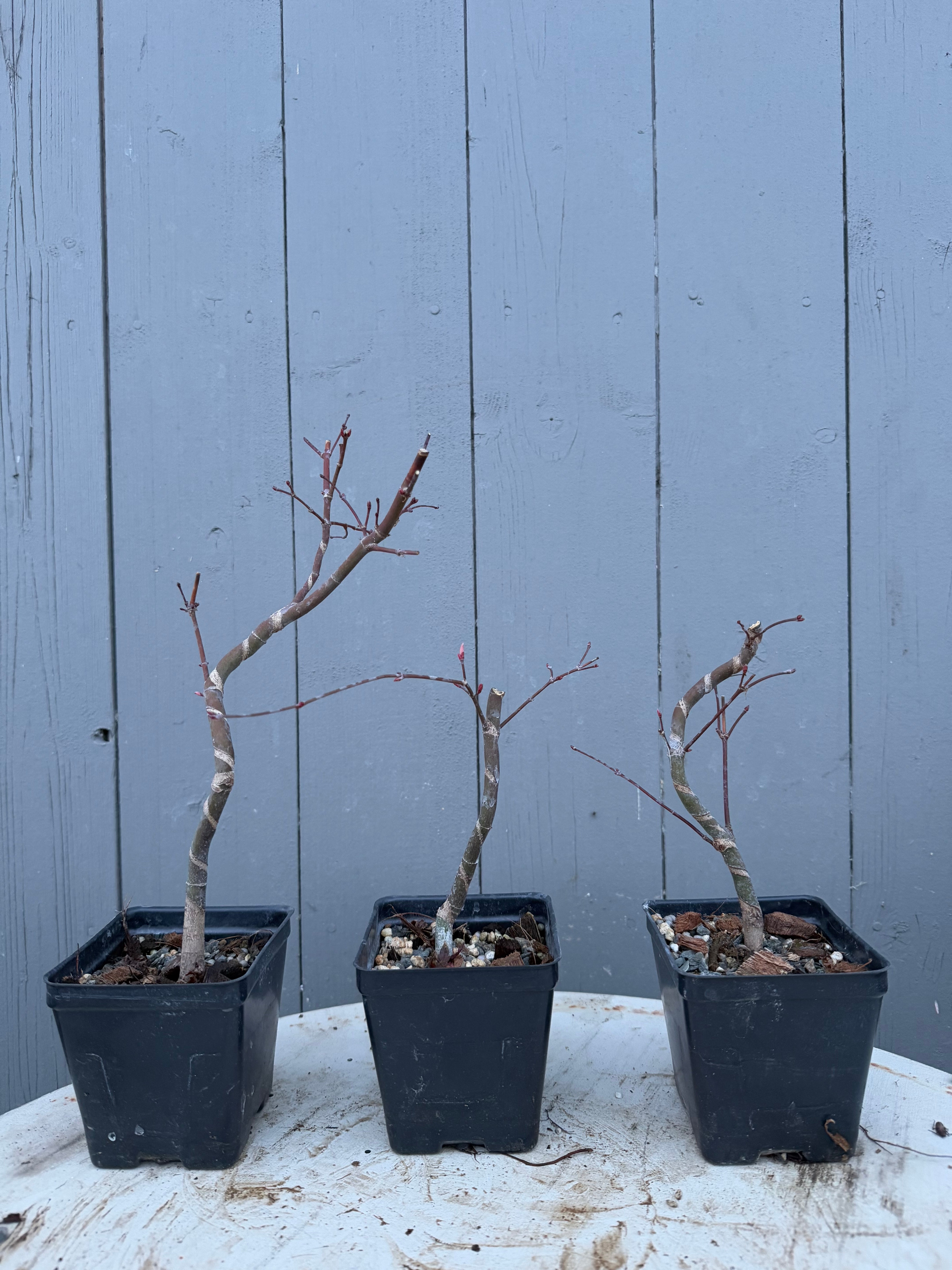 Acer palmatum 'Deshojo' (Wired)