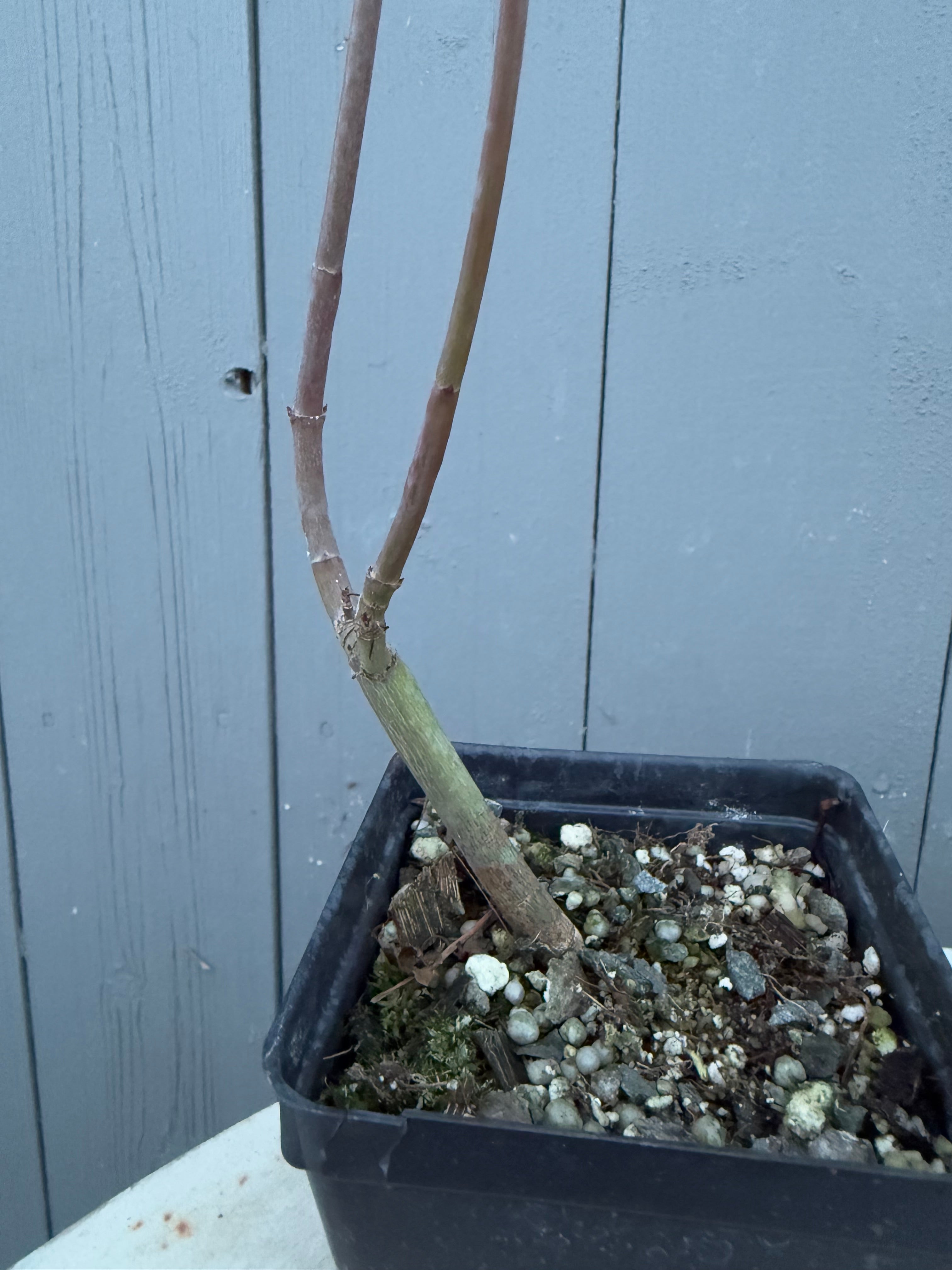 Acer palmatum 'Yves' Arakawa'