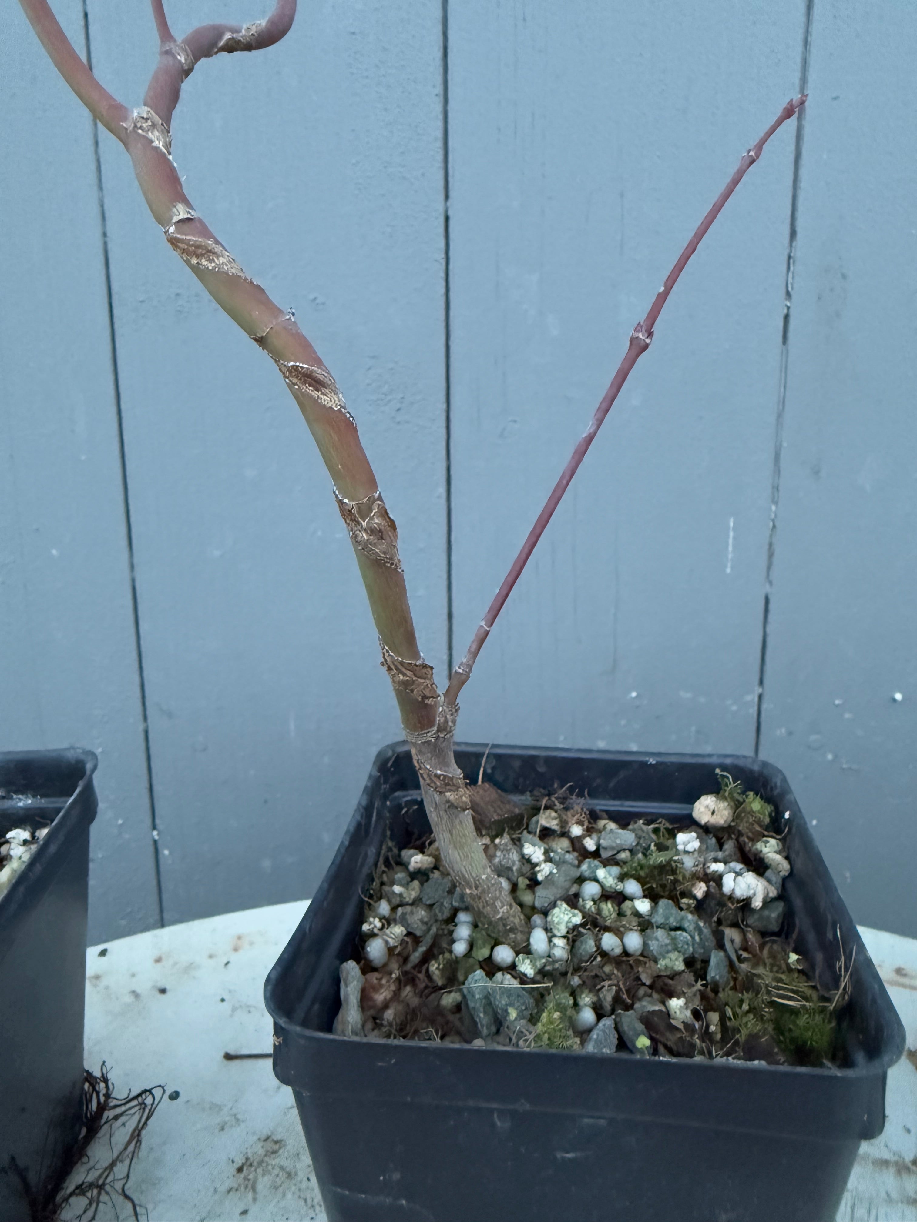 Acer palmatum 'Yves' Arakawa'