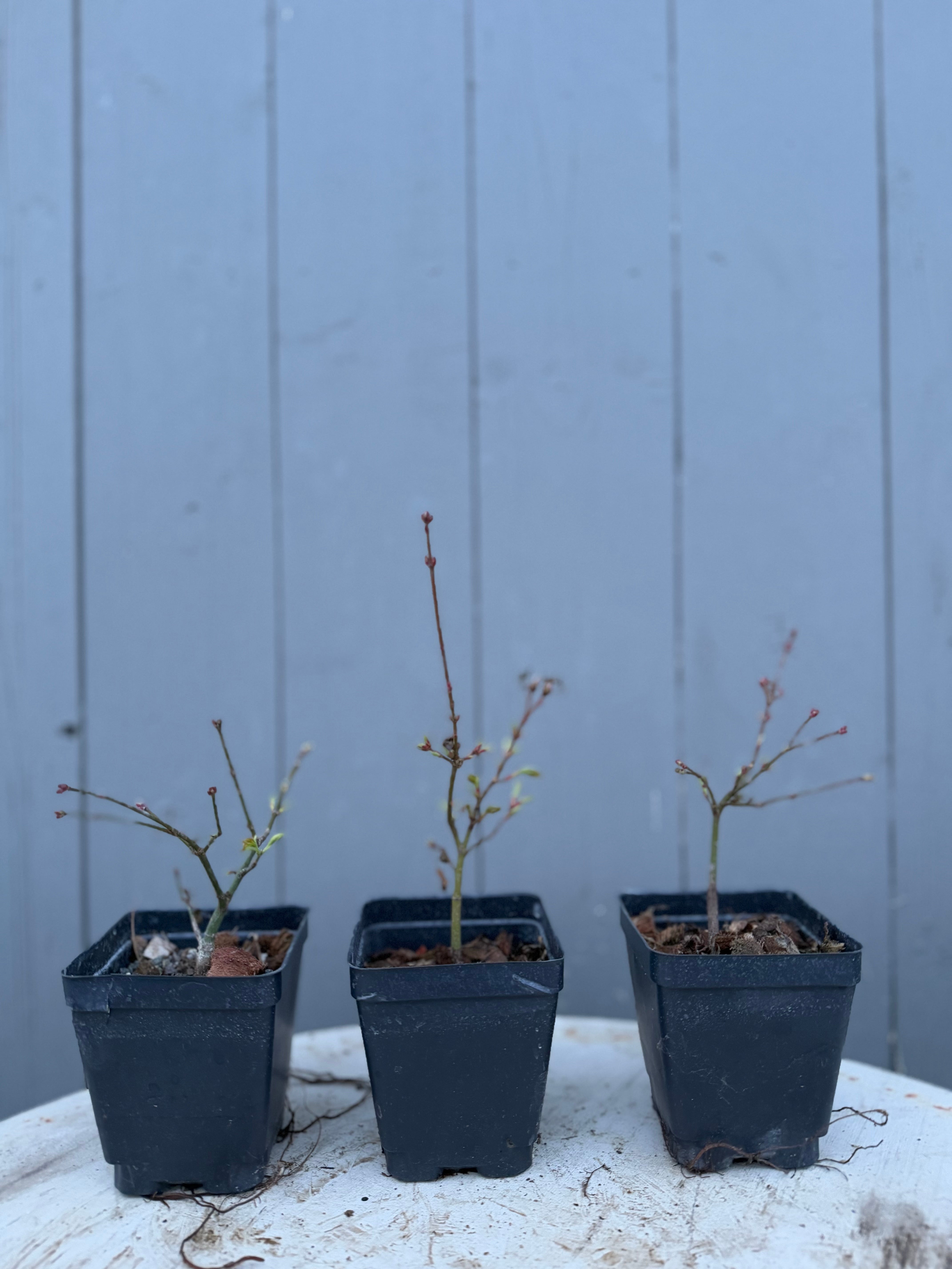 Acer palmatum 'Kashima'