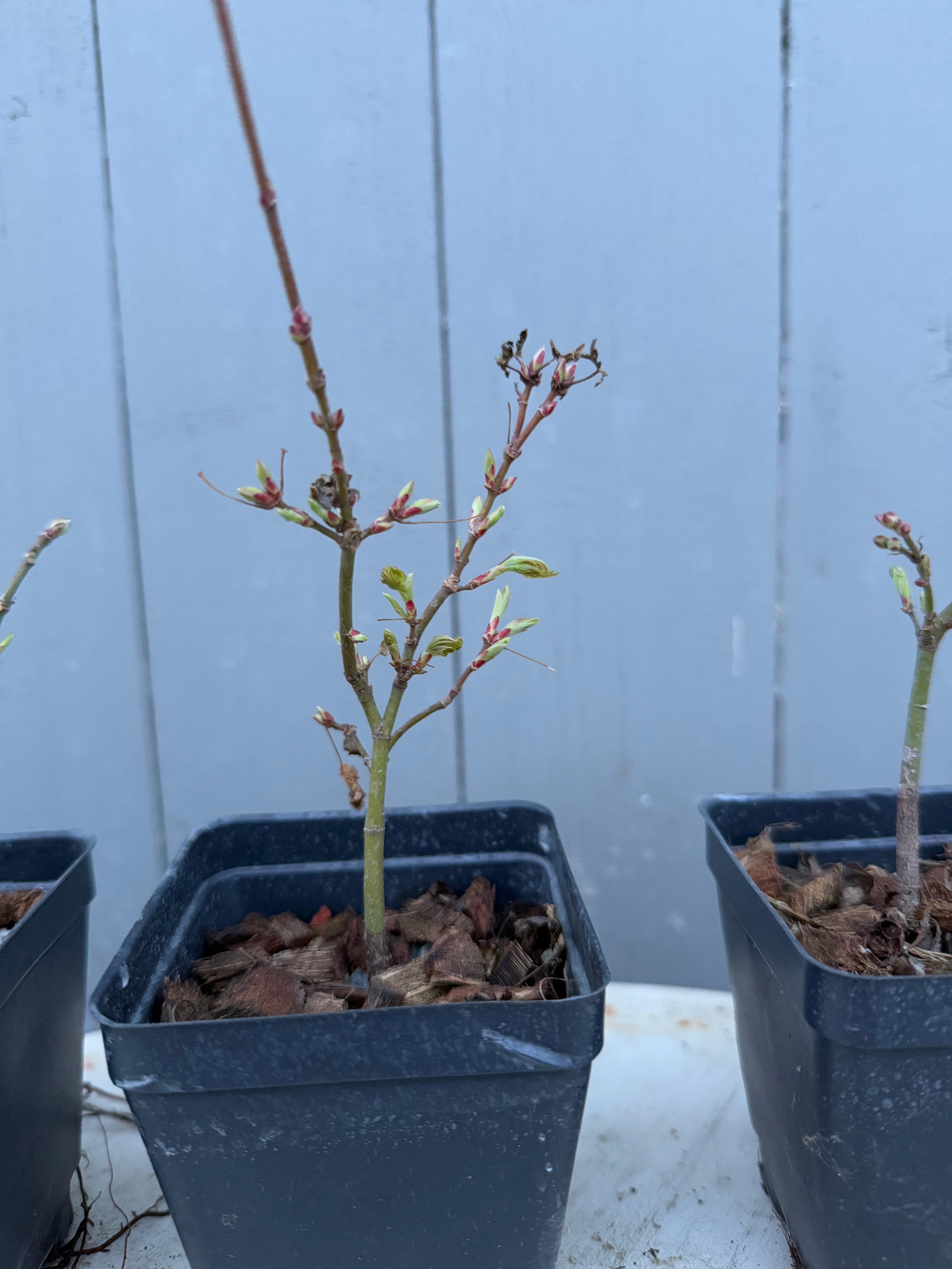 Acer palmatum 'Kashima'