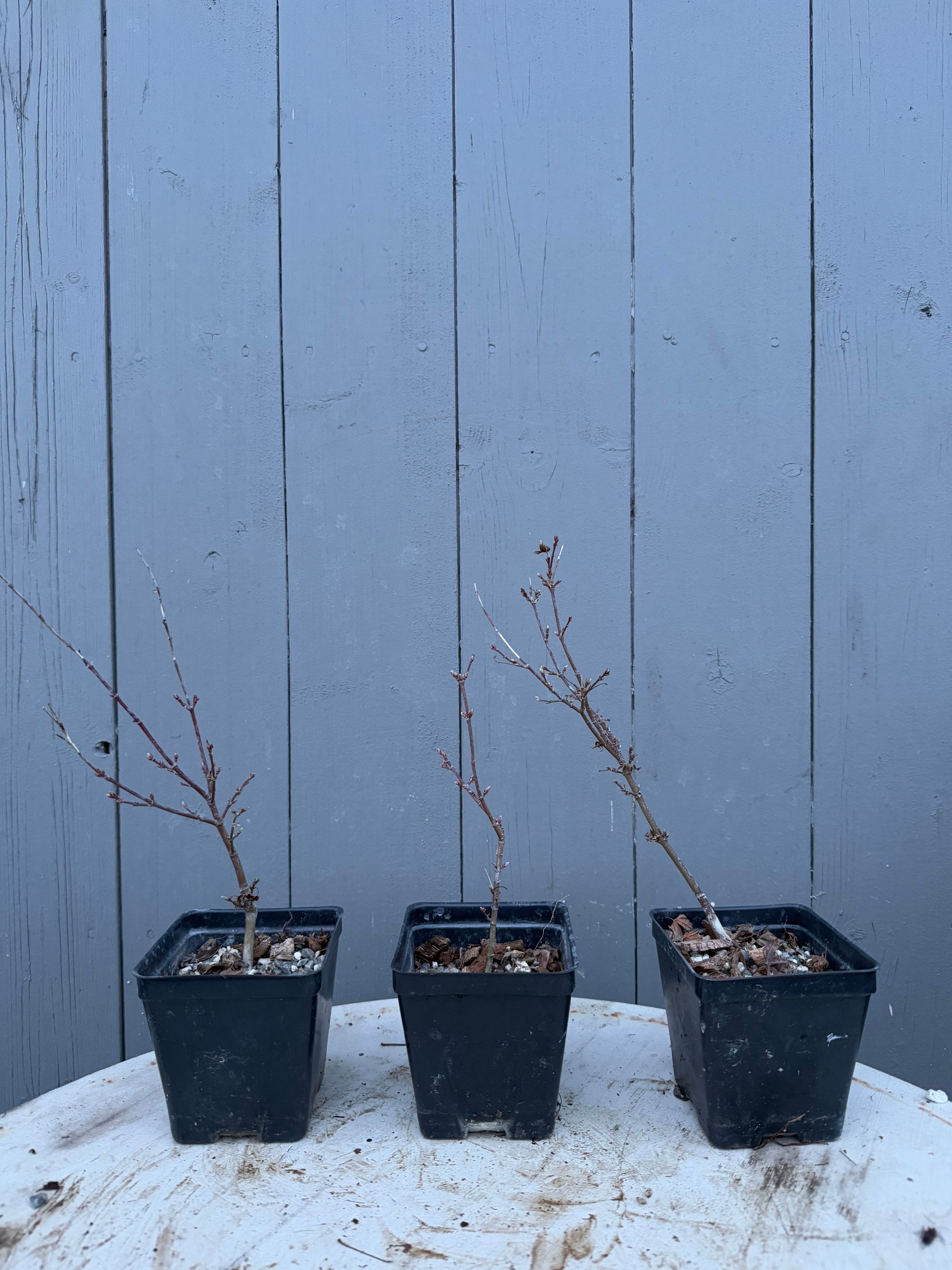 Acer palmatum 'Yves' Petites Feuilles'