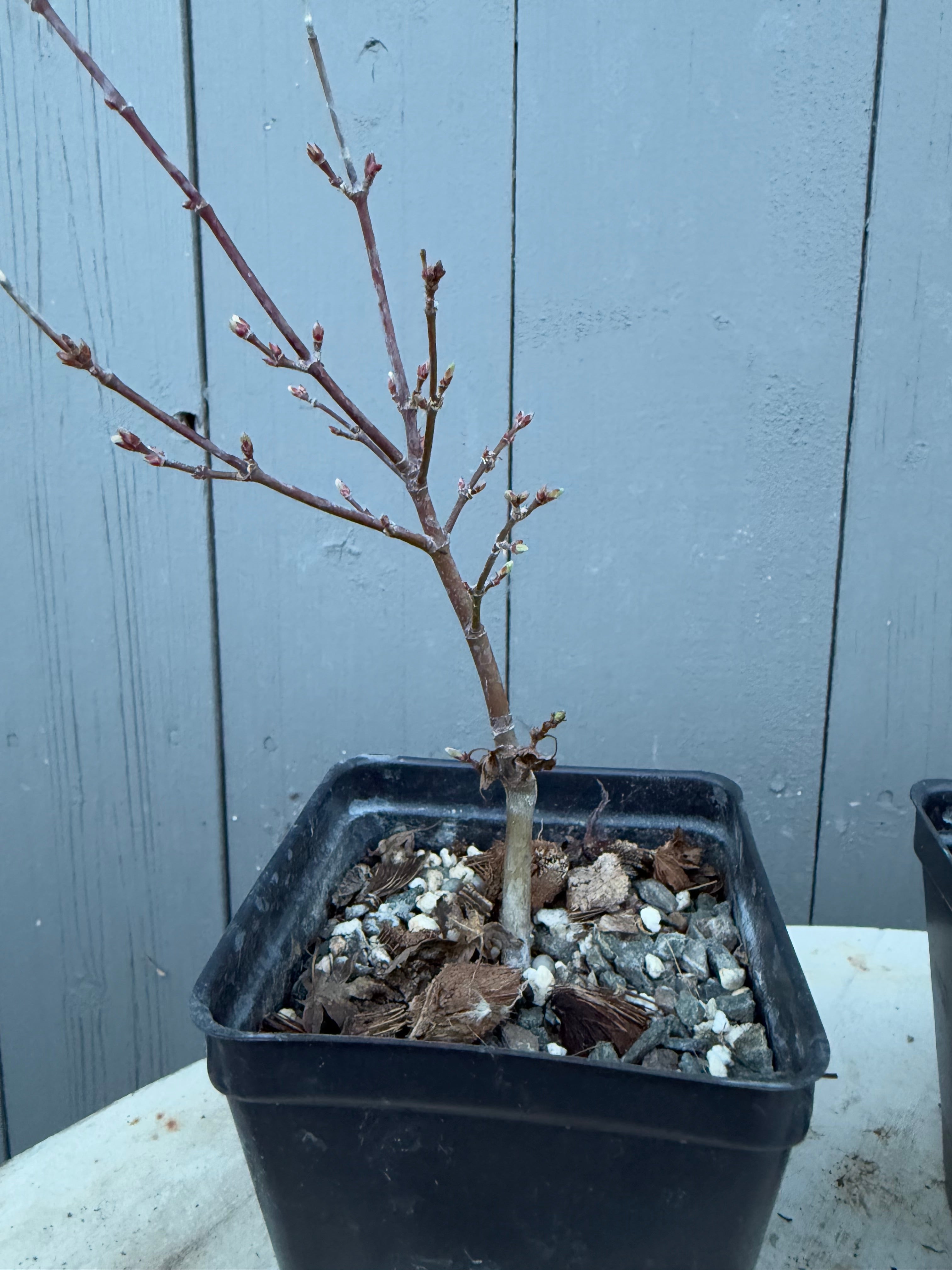 Acer palmatum 'Yves' Petites Feuilles'