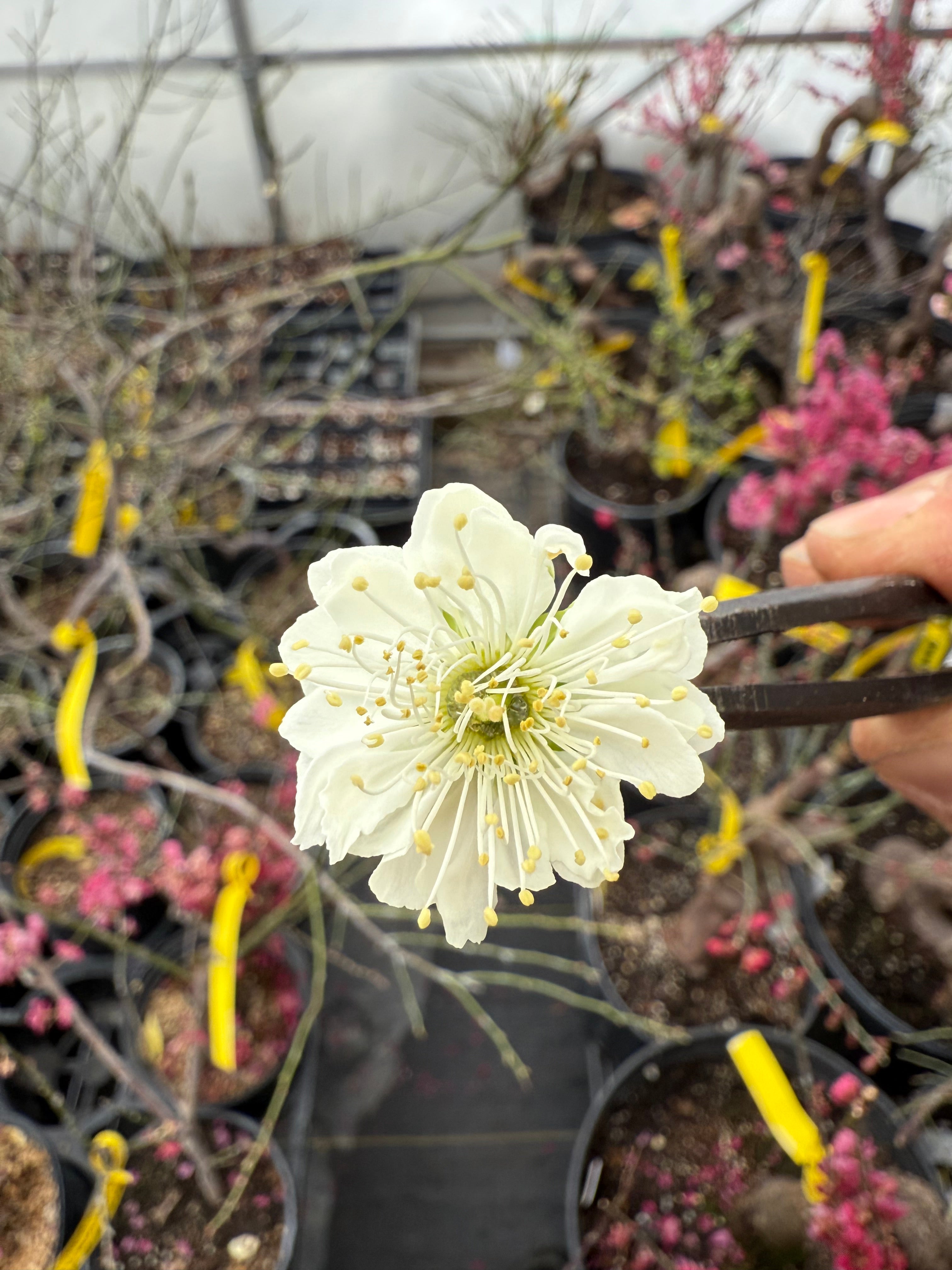 Prunus mume 'Nánjīng fùhuángxiāng'